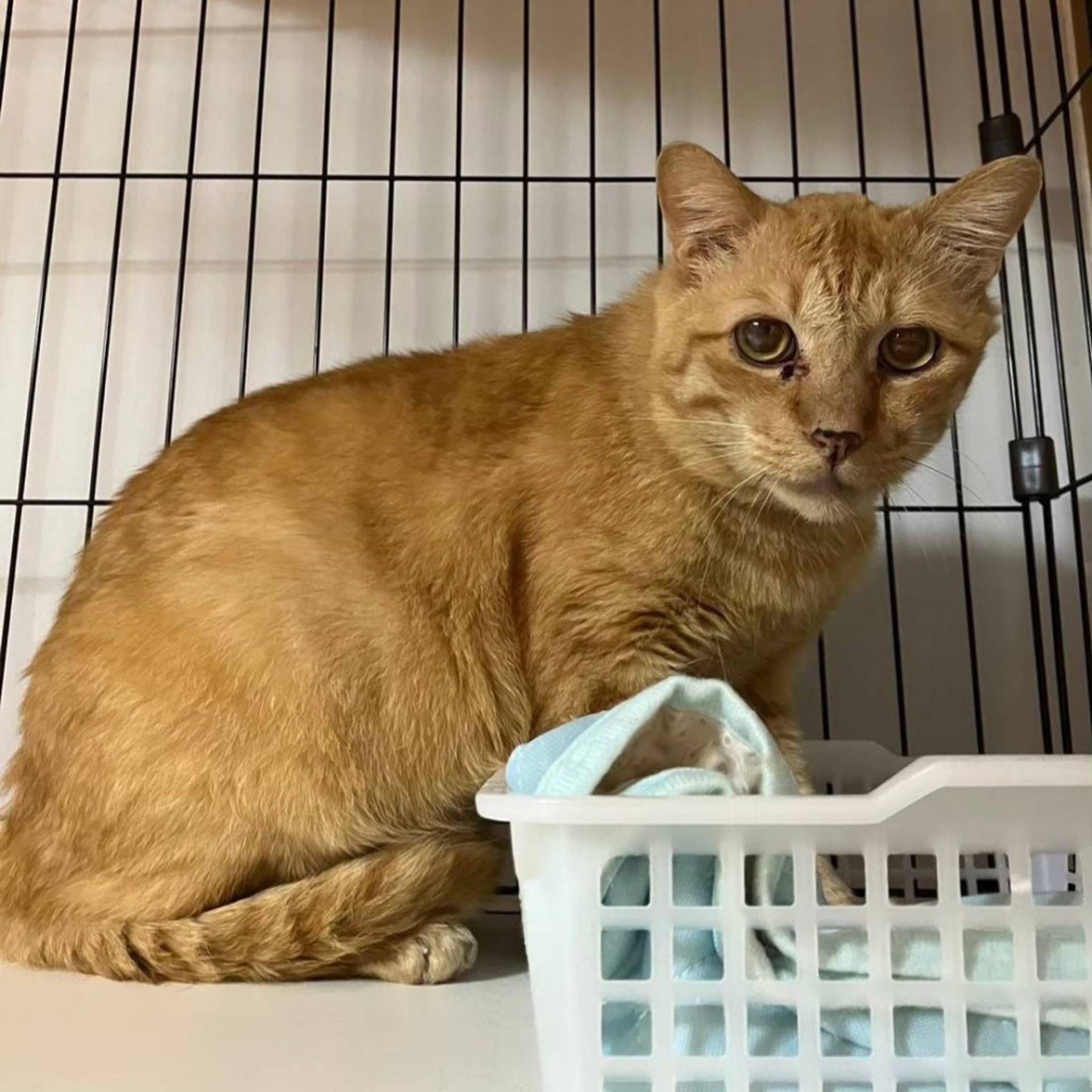 雑種（ミックス猫）・オスの里親募集の写真
