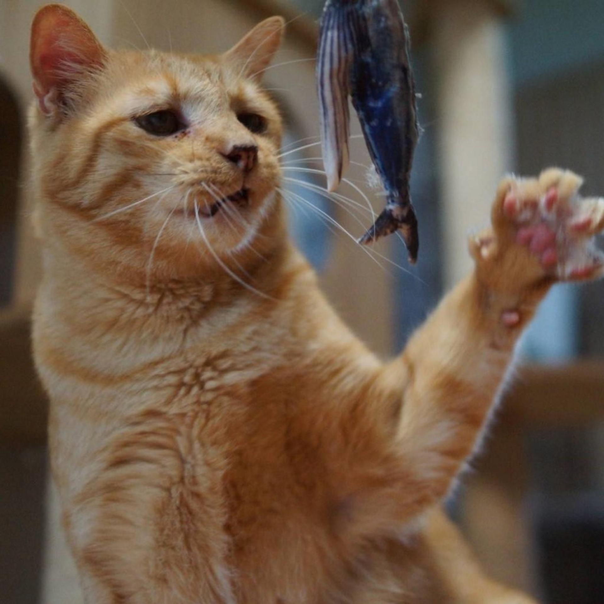 pet-image-8