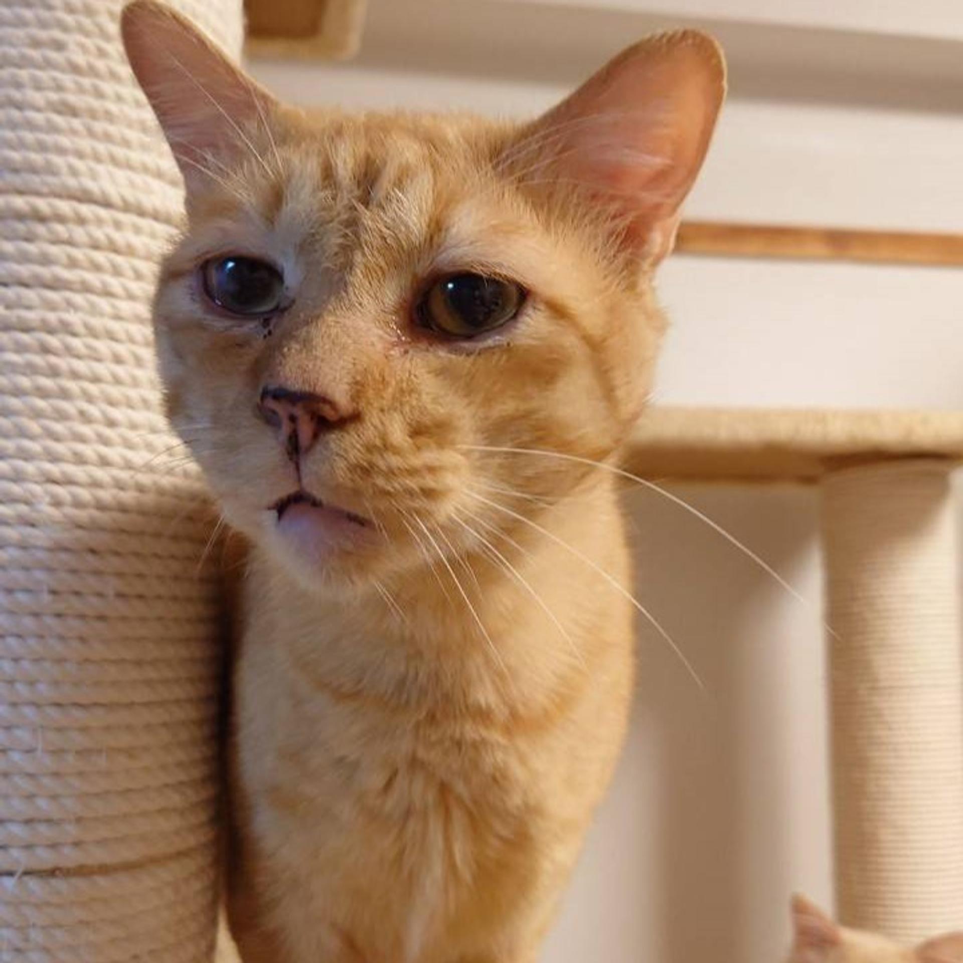 pet-image-5