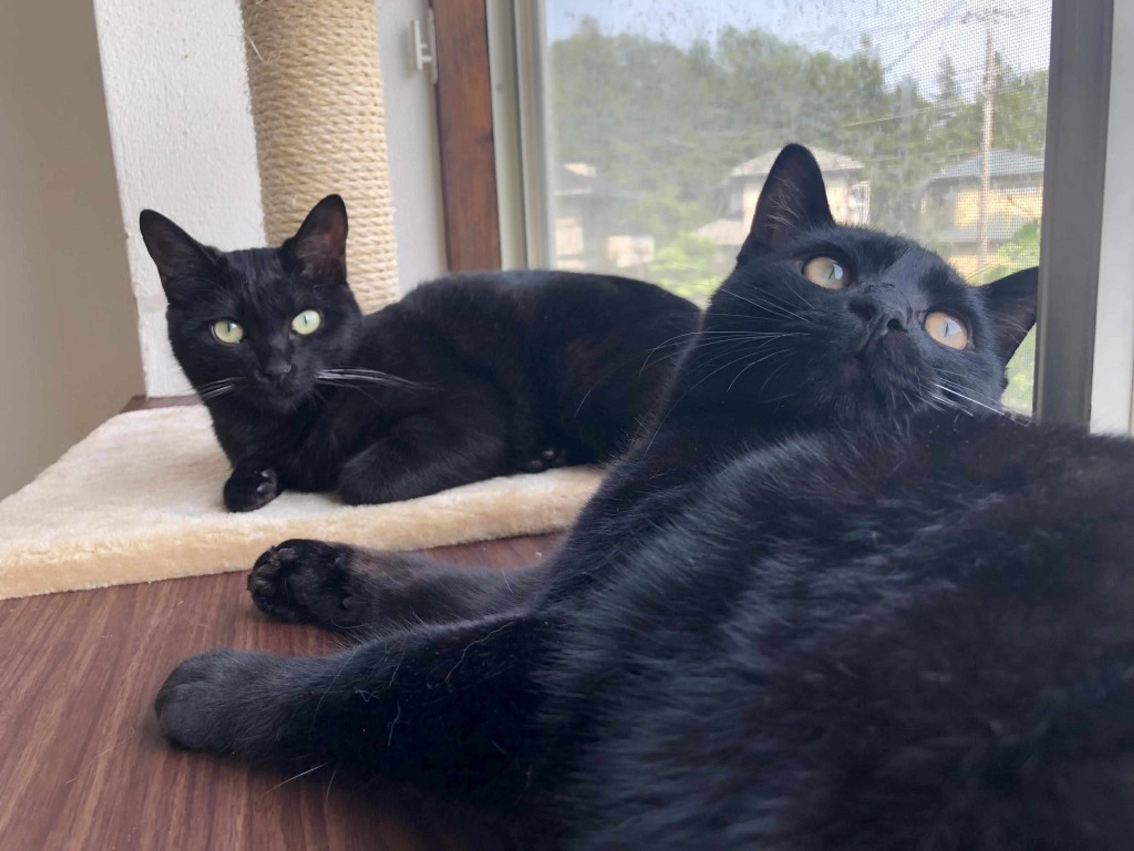 pet-image-9