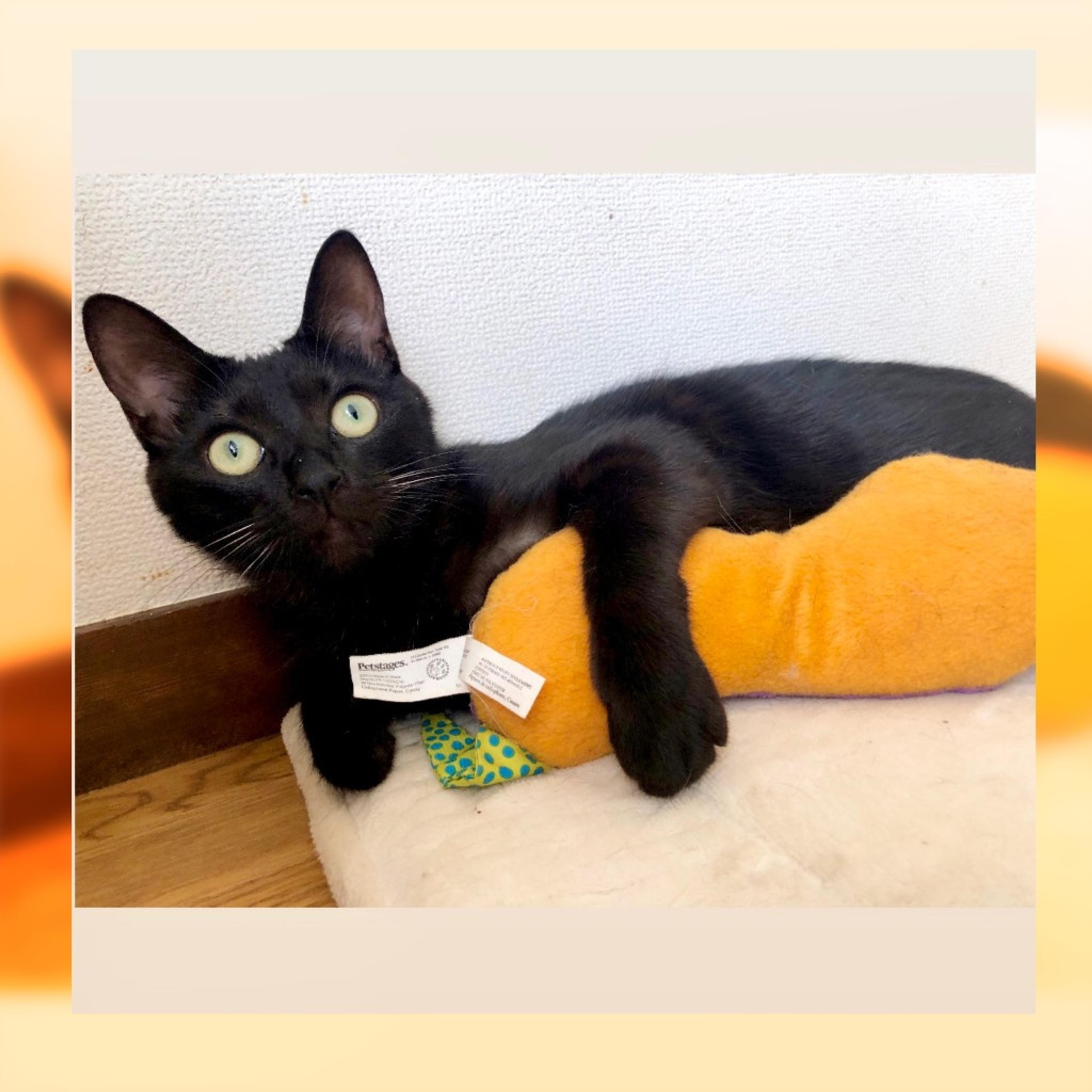 pet-image-6