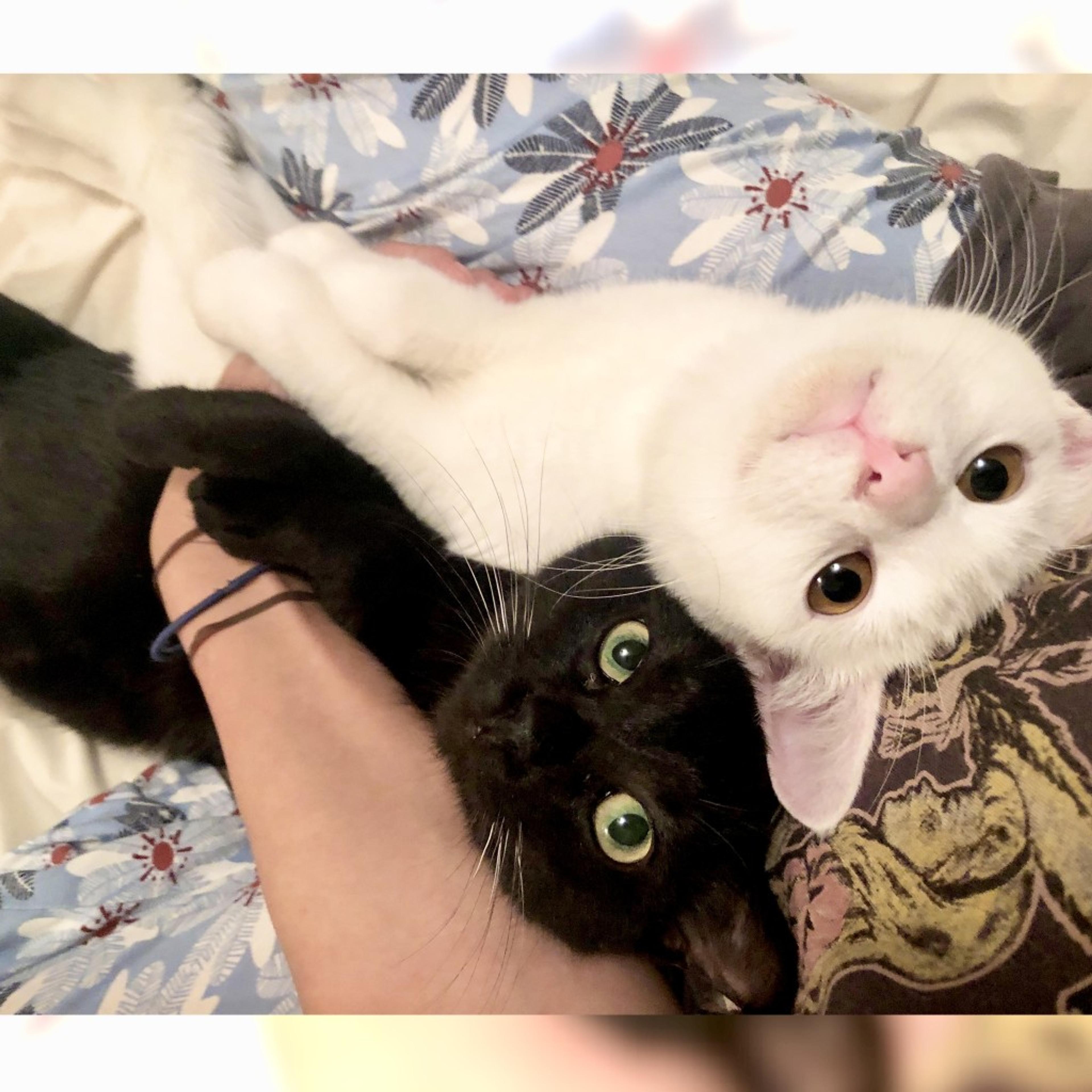 pet-image-3