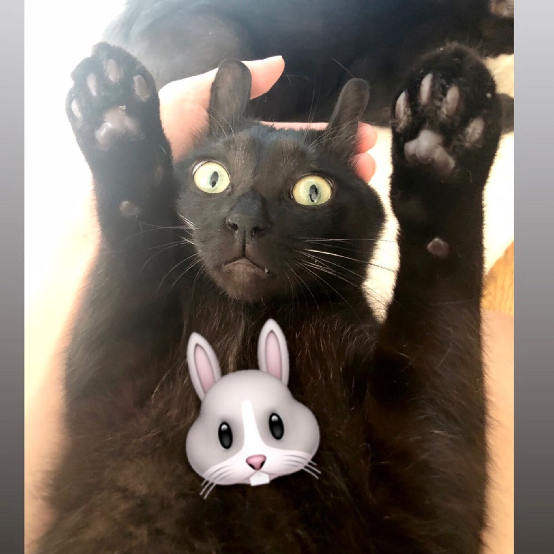 雑種（ミックス猫）・オスの里親募集の写真