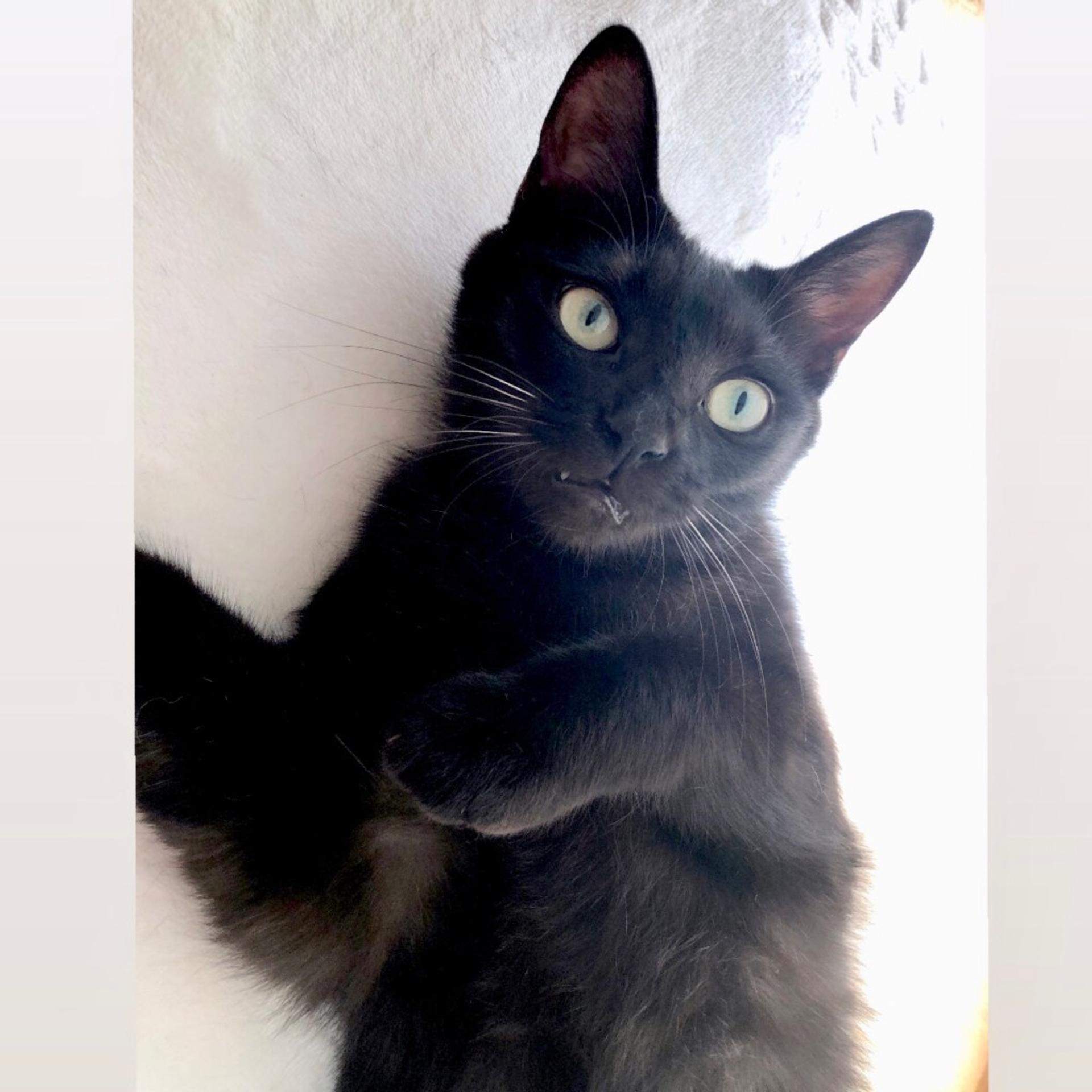 pet-image-5