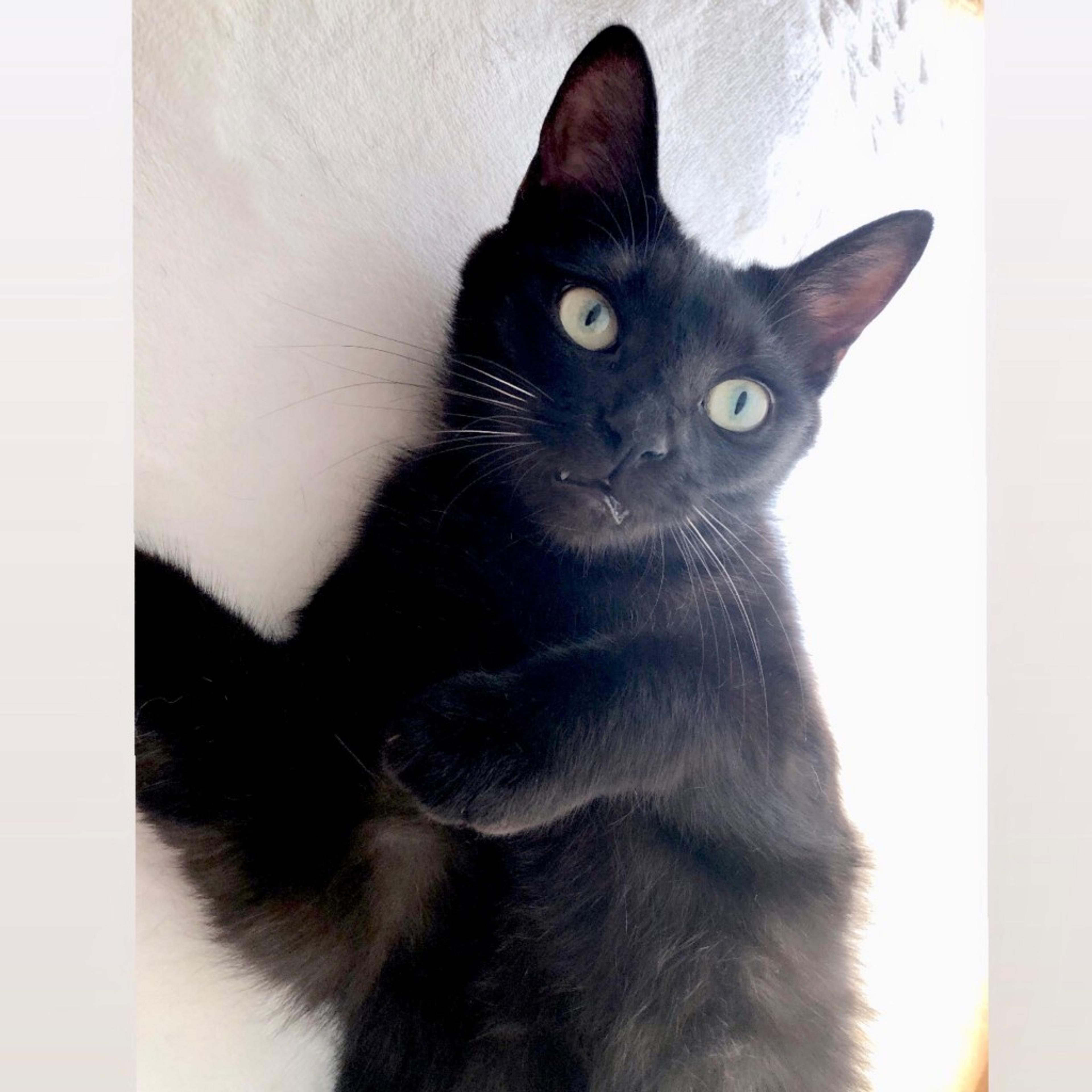 pet-image-5