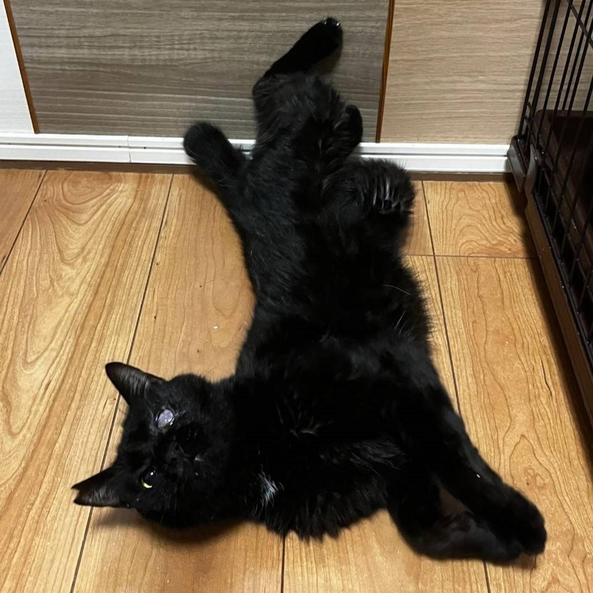 pet-image-8