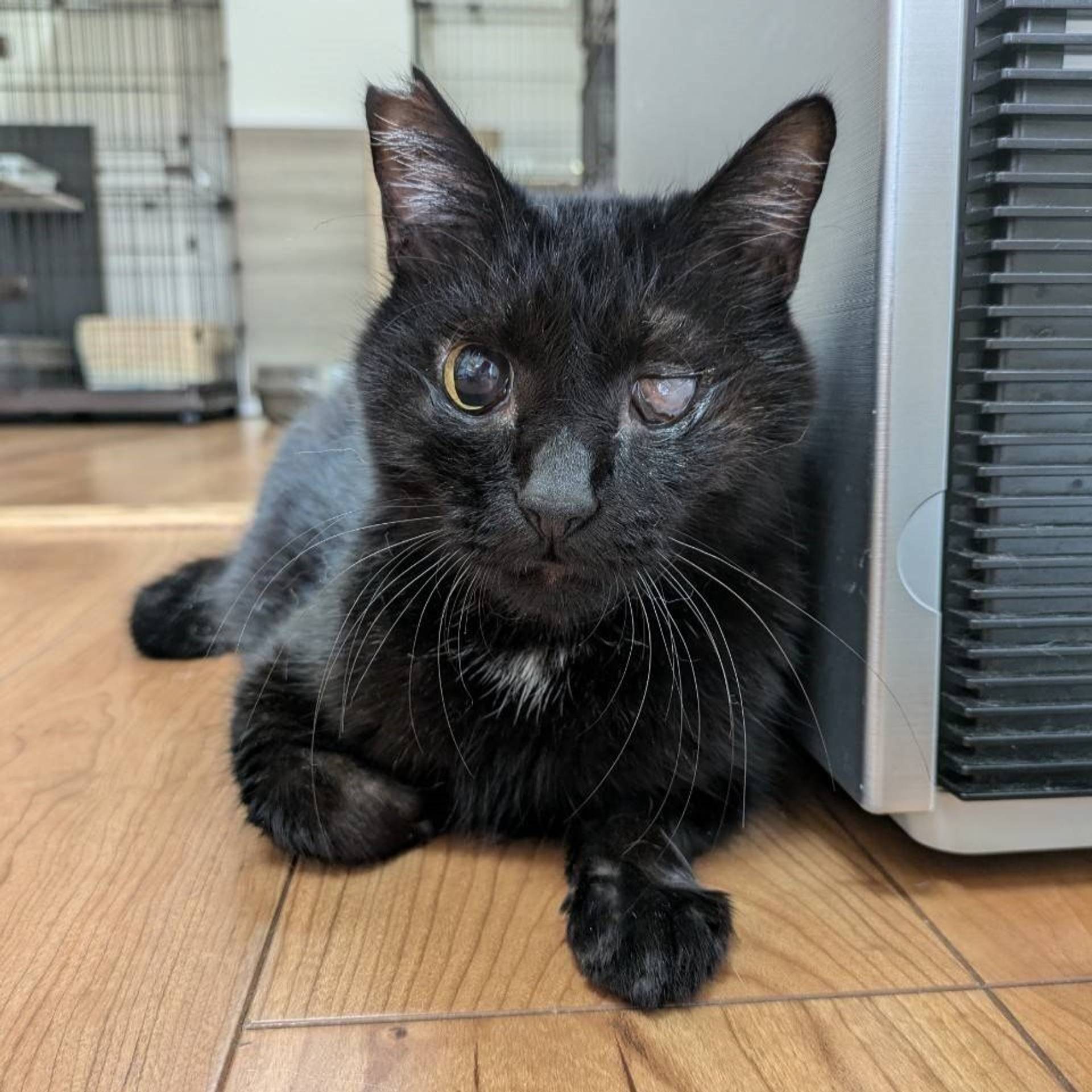 雑種（ミックス猫）・オスの里親募集の写真