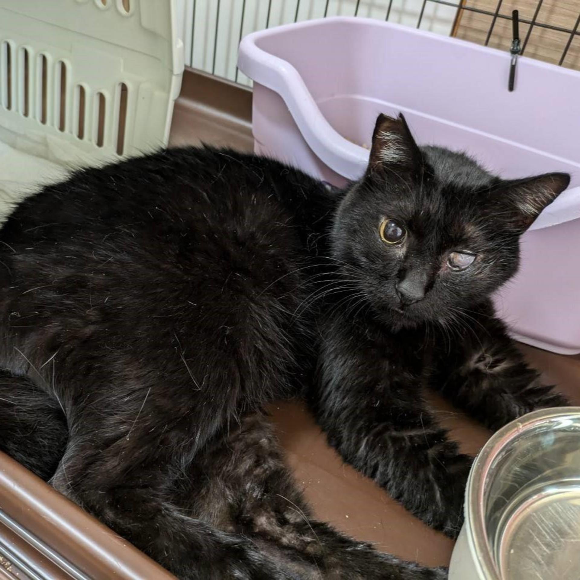 pet-image-2