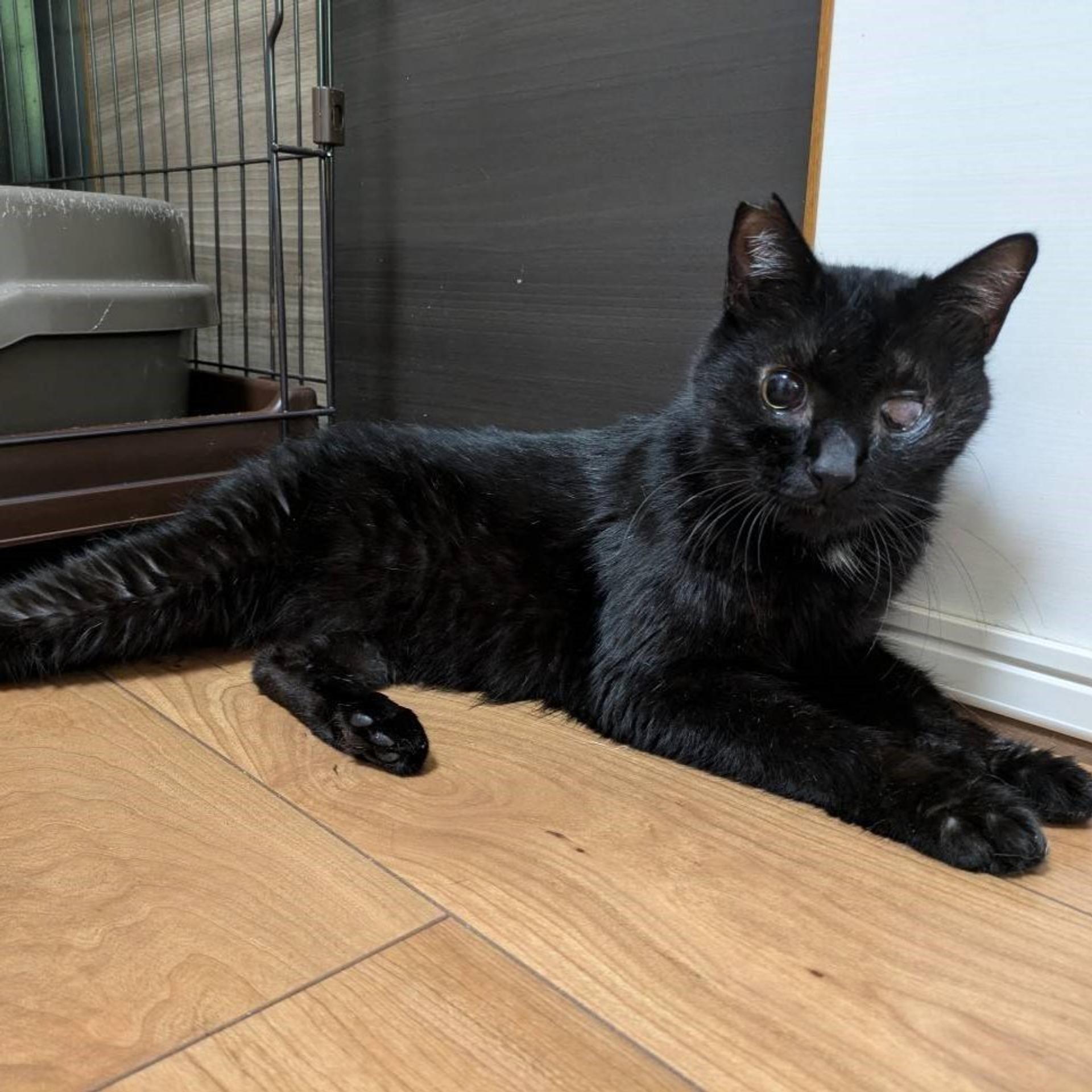 pet-image-5