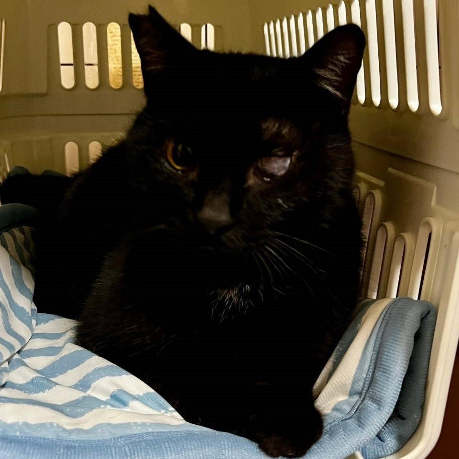 pet-image-7