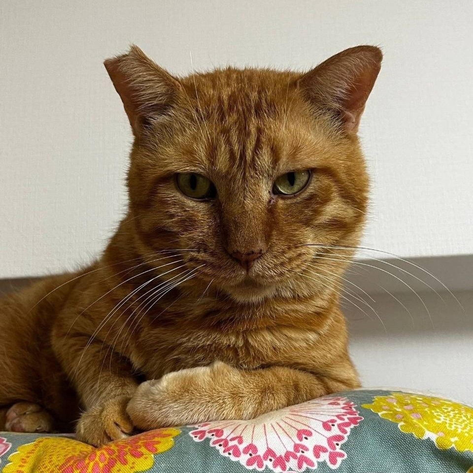 pet-image-4