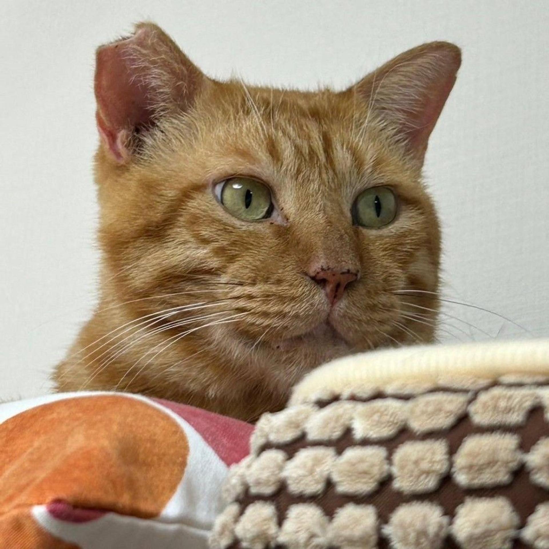 pet-image-3