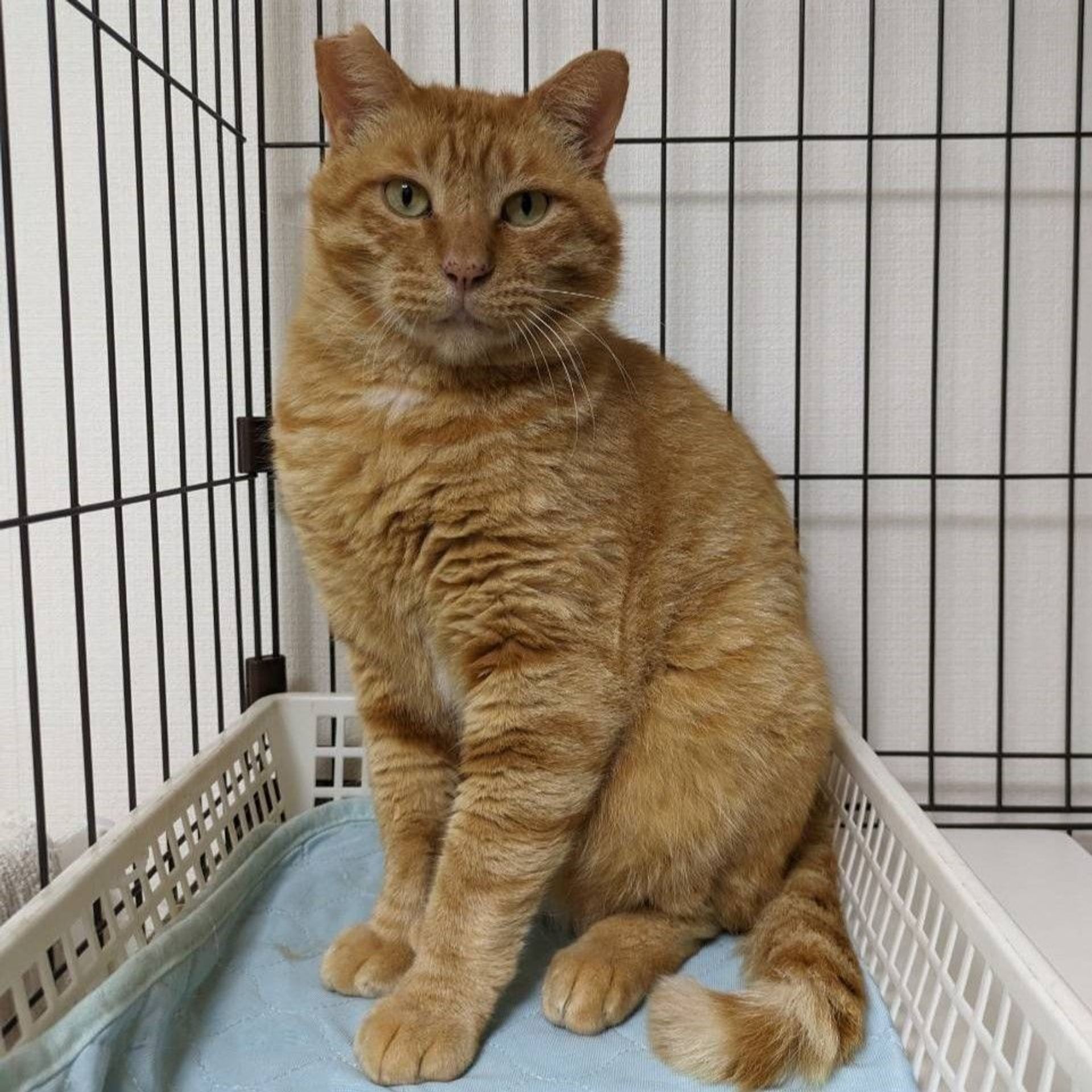 雑種（ミックス猫）・オスの里親募集の写真