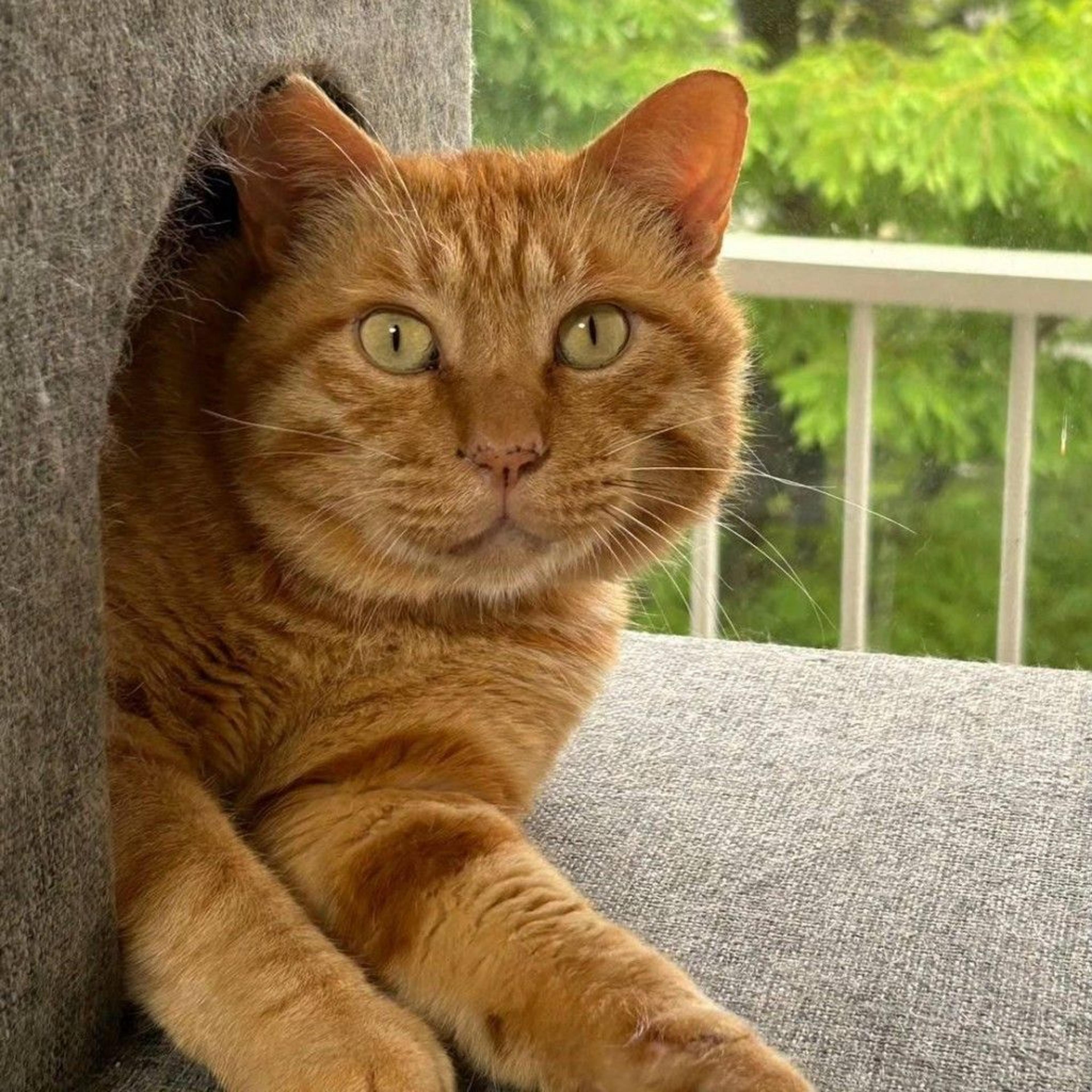 pet-image-5