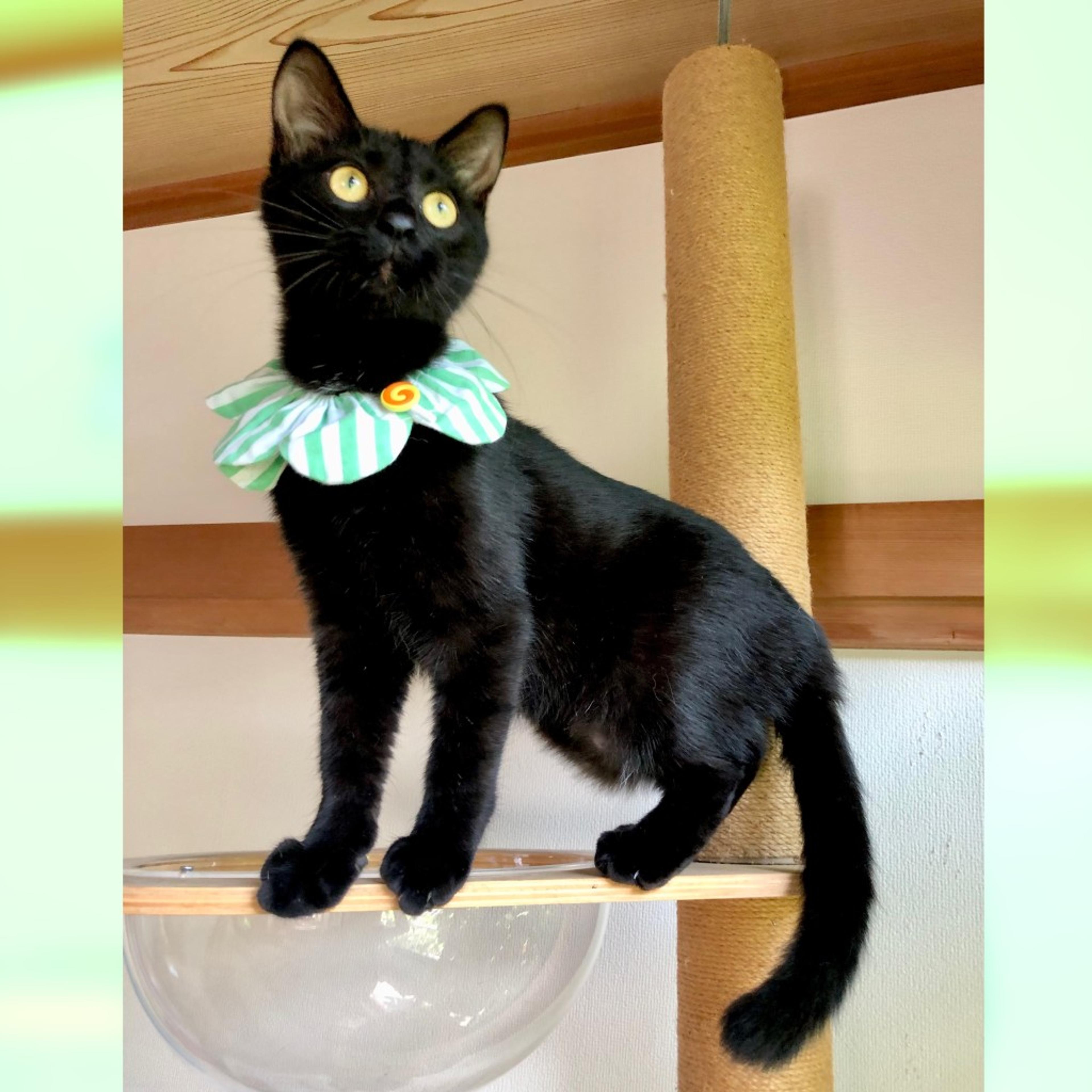 pet-image-3