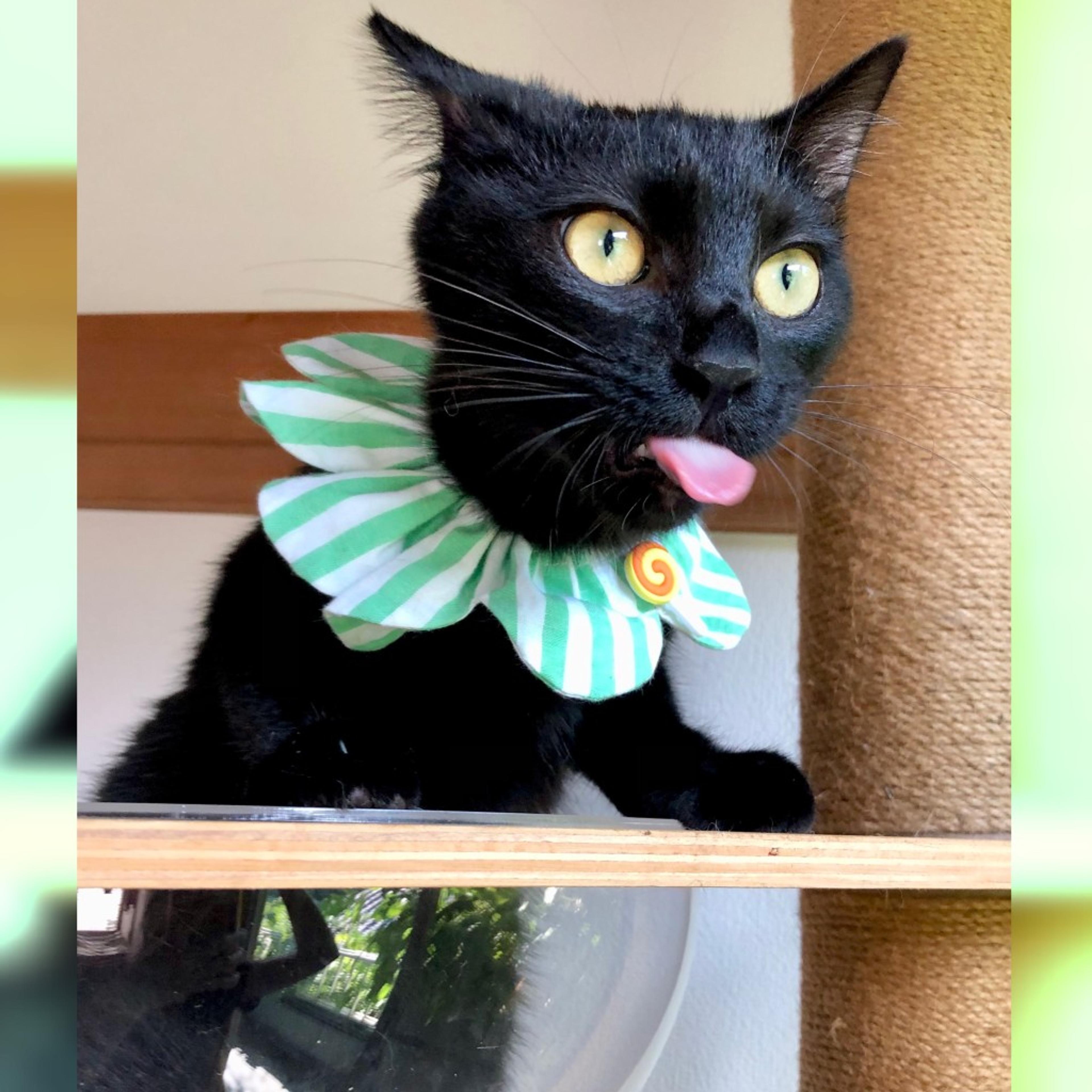 pet-image-6
