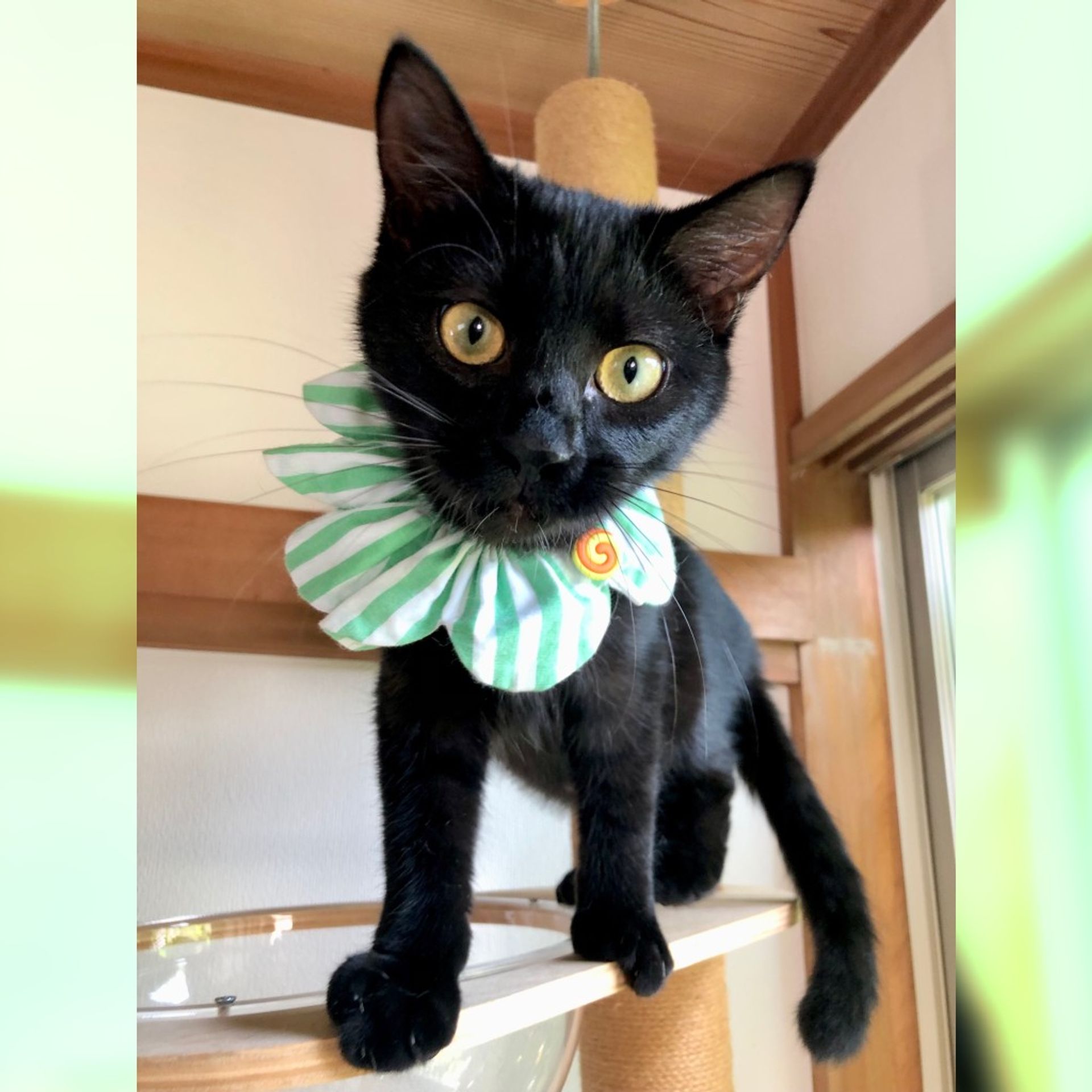雑種（ミックス猫）・オスの里親募集の写真
