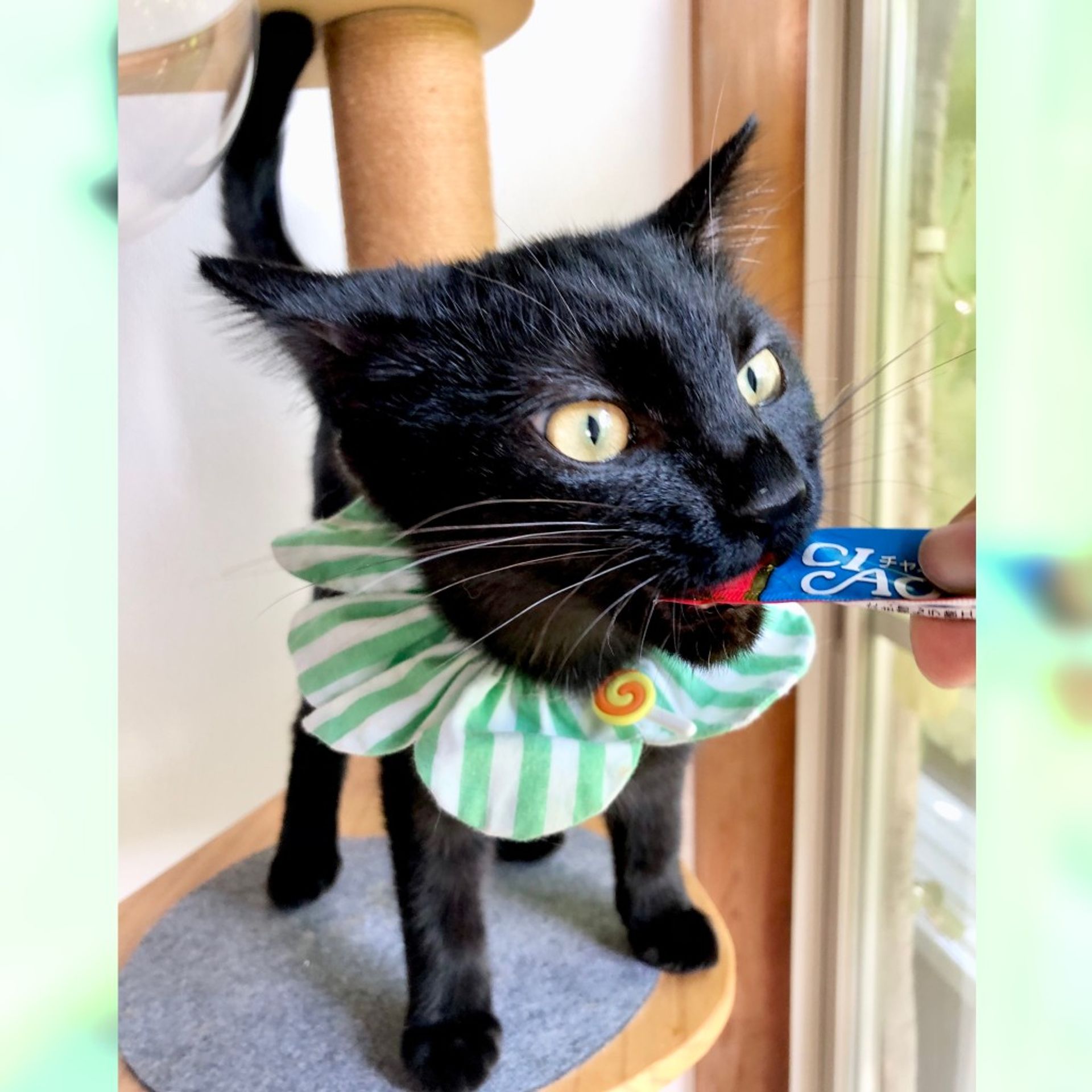 雑種（ミックス猫）・オスの里親募集の写真