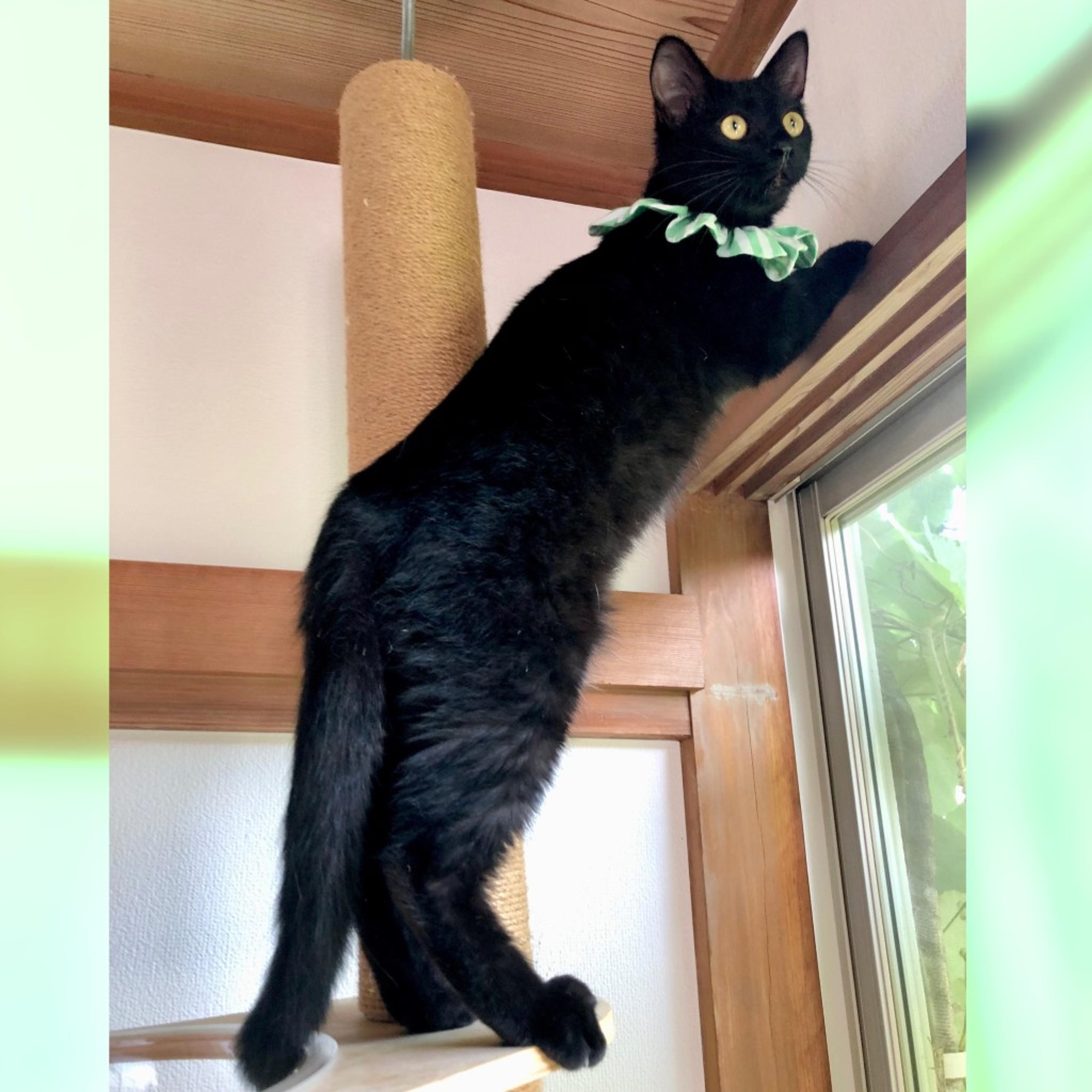 pet-image-5