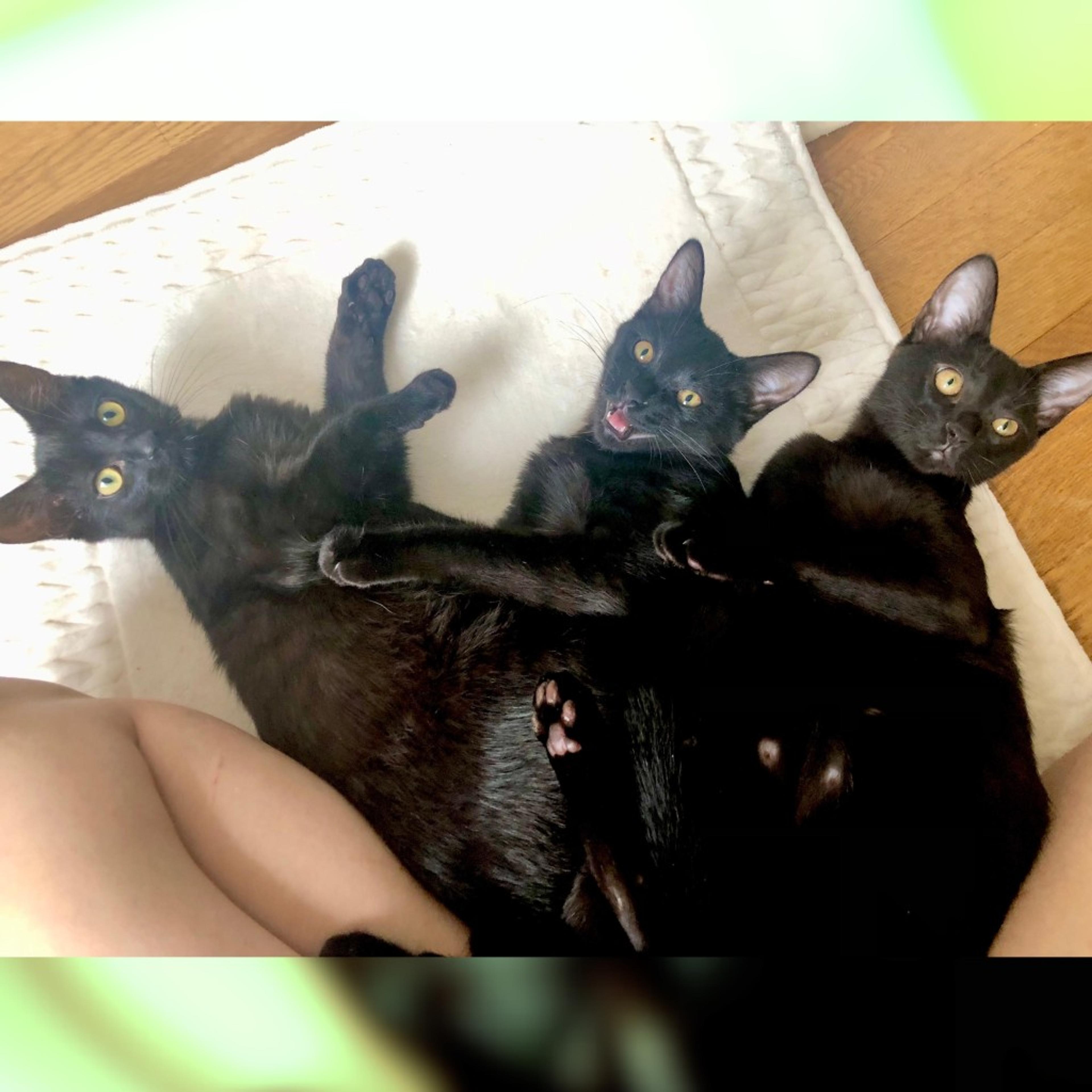 pet-image-7