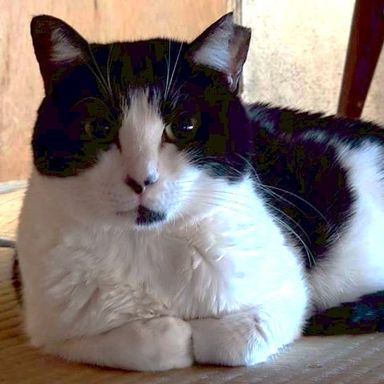 雑種（ミックス猫）・メスの里親募集の写真