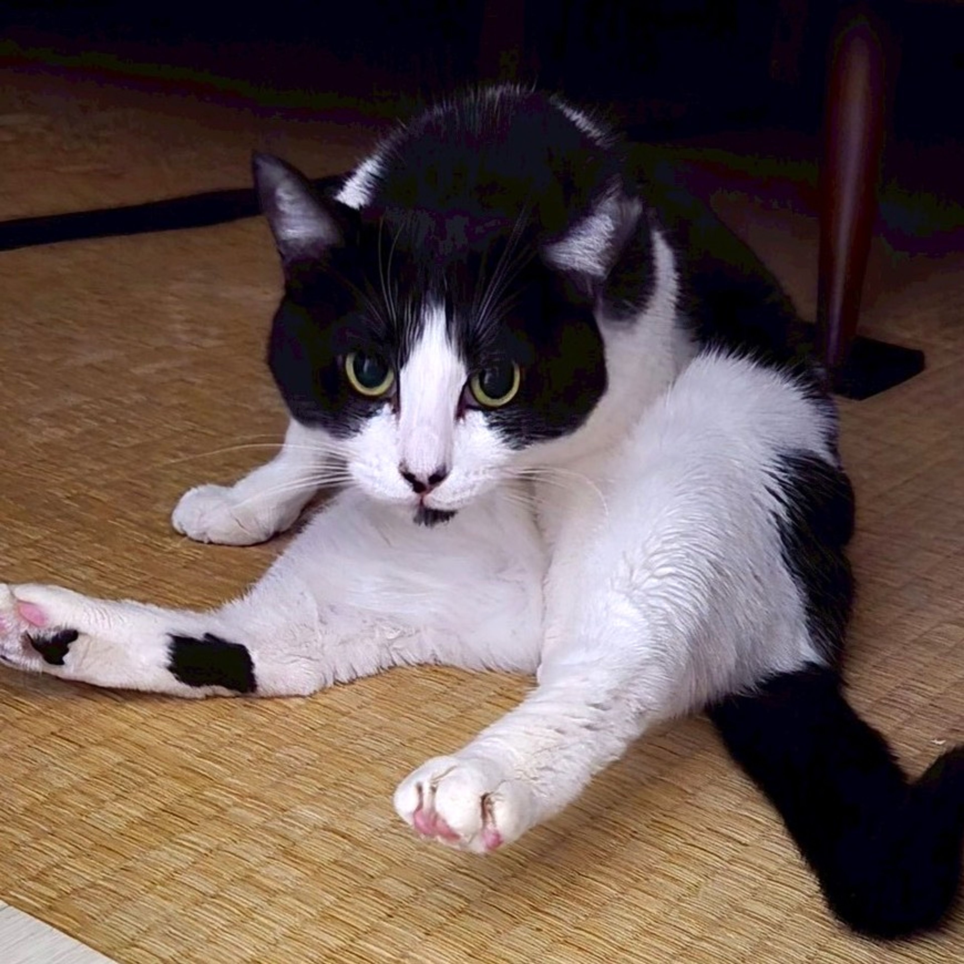 雑種（ミックス猫）・メスの里親募集の写真