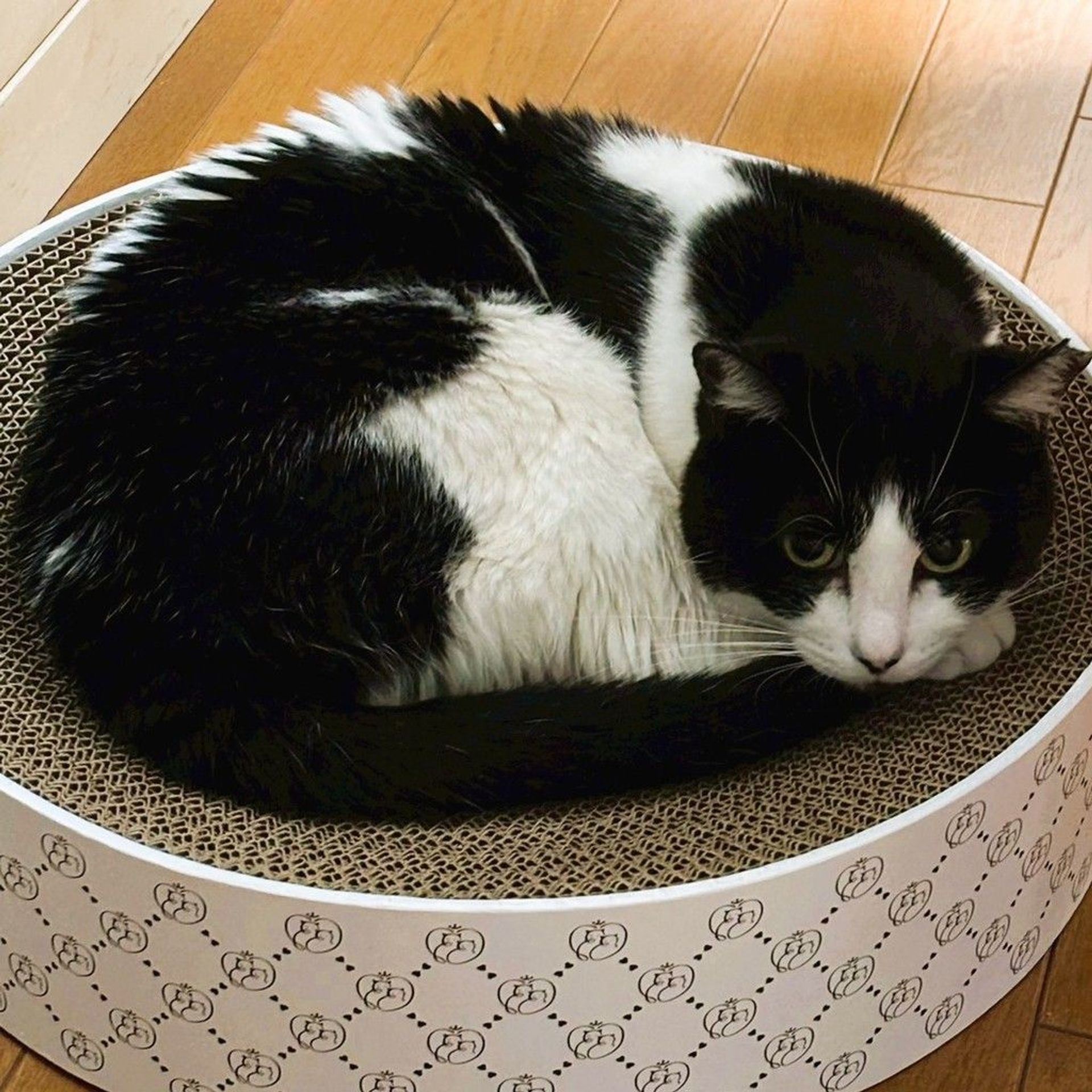 雑種（ミックス猫）・メスの里親募集の写真