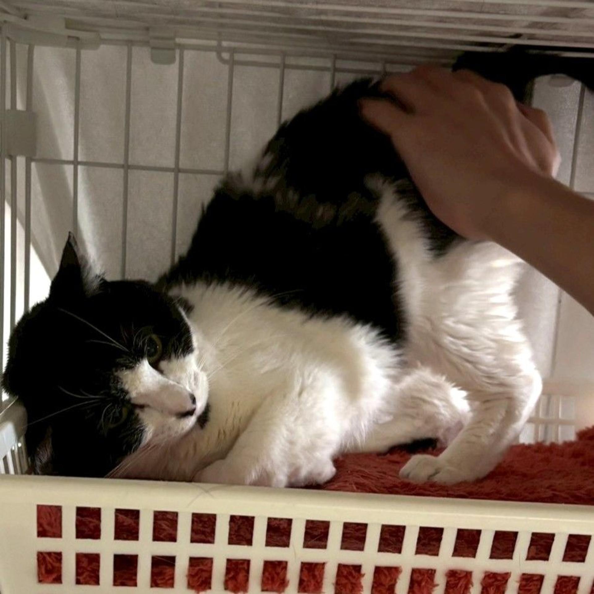 pet-image-6