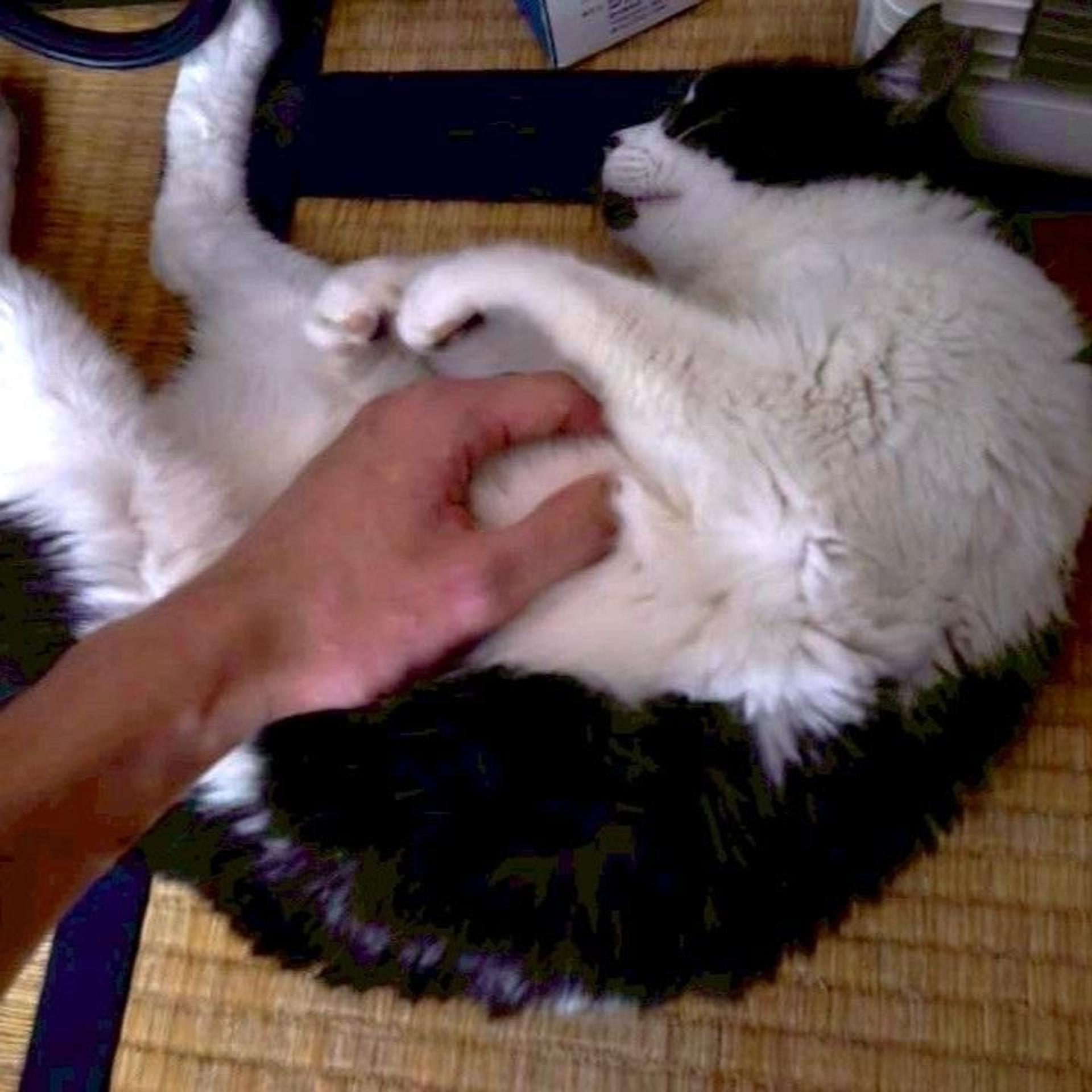 pet-image-9