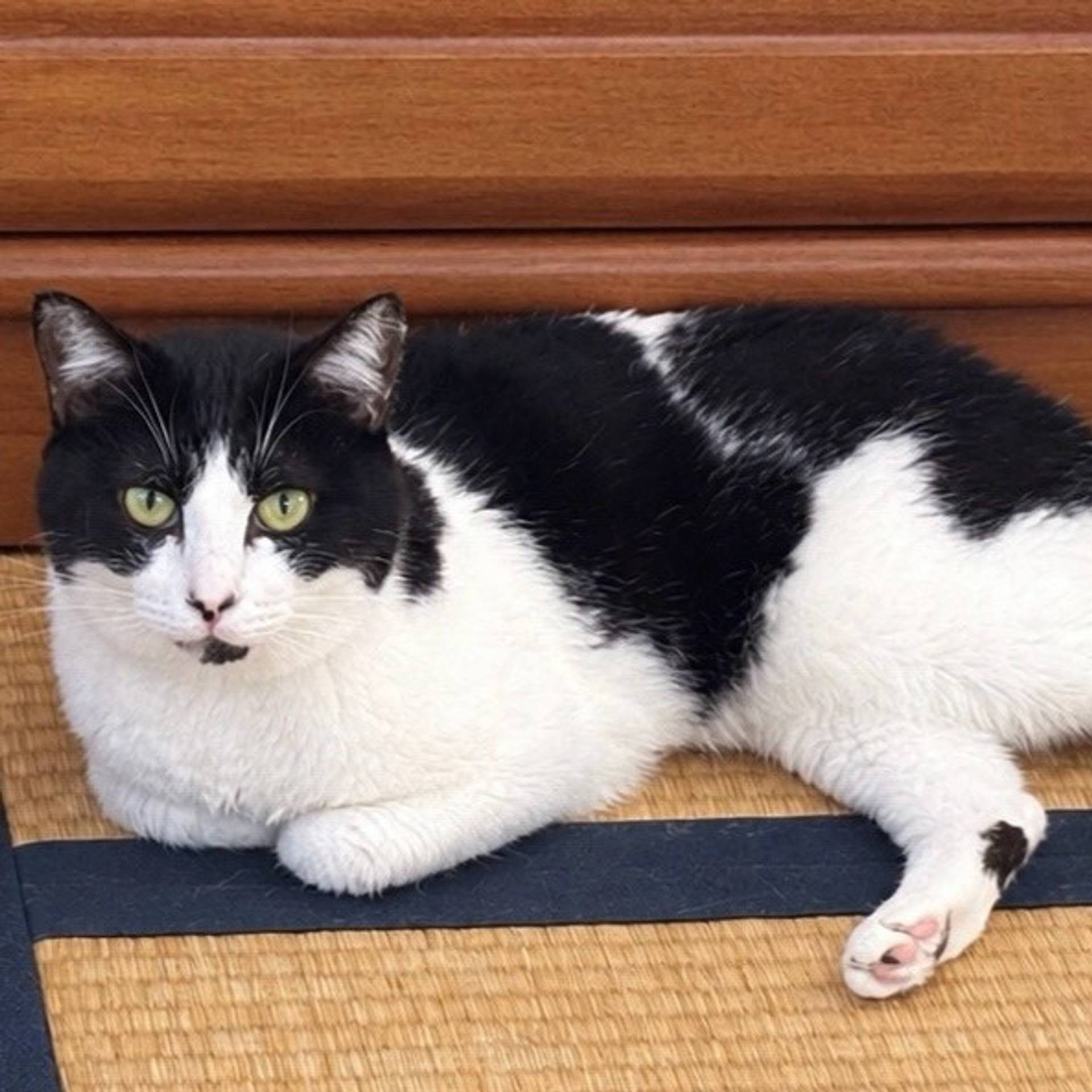 雑種（ミックス猫）・メスの里親募集の写真