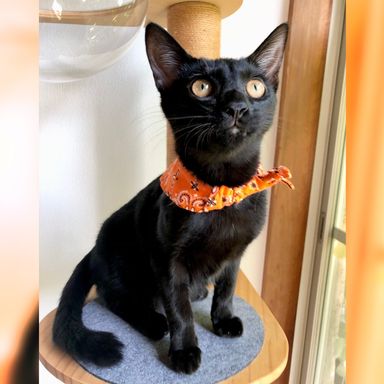 艶々黒猫☆お膝猫穏やかな甘えん坊ポー君