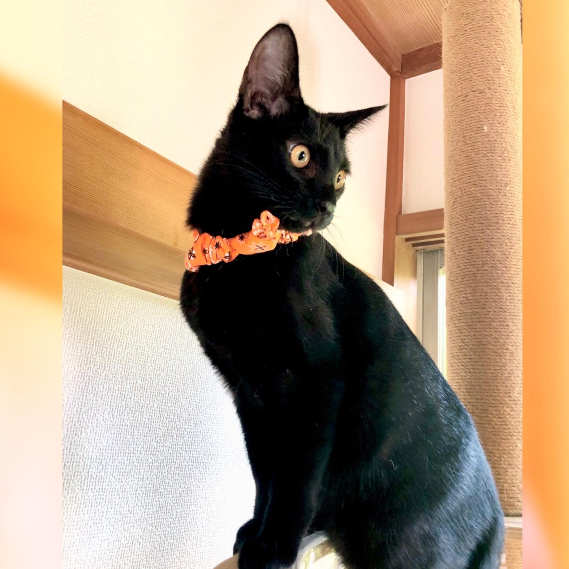 pet-image-7