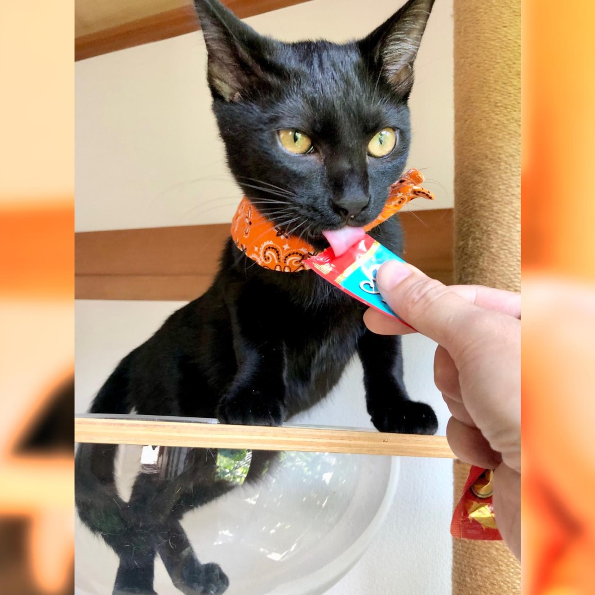 pet-image-9