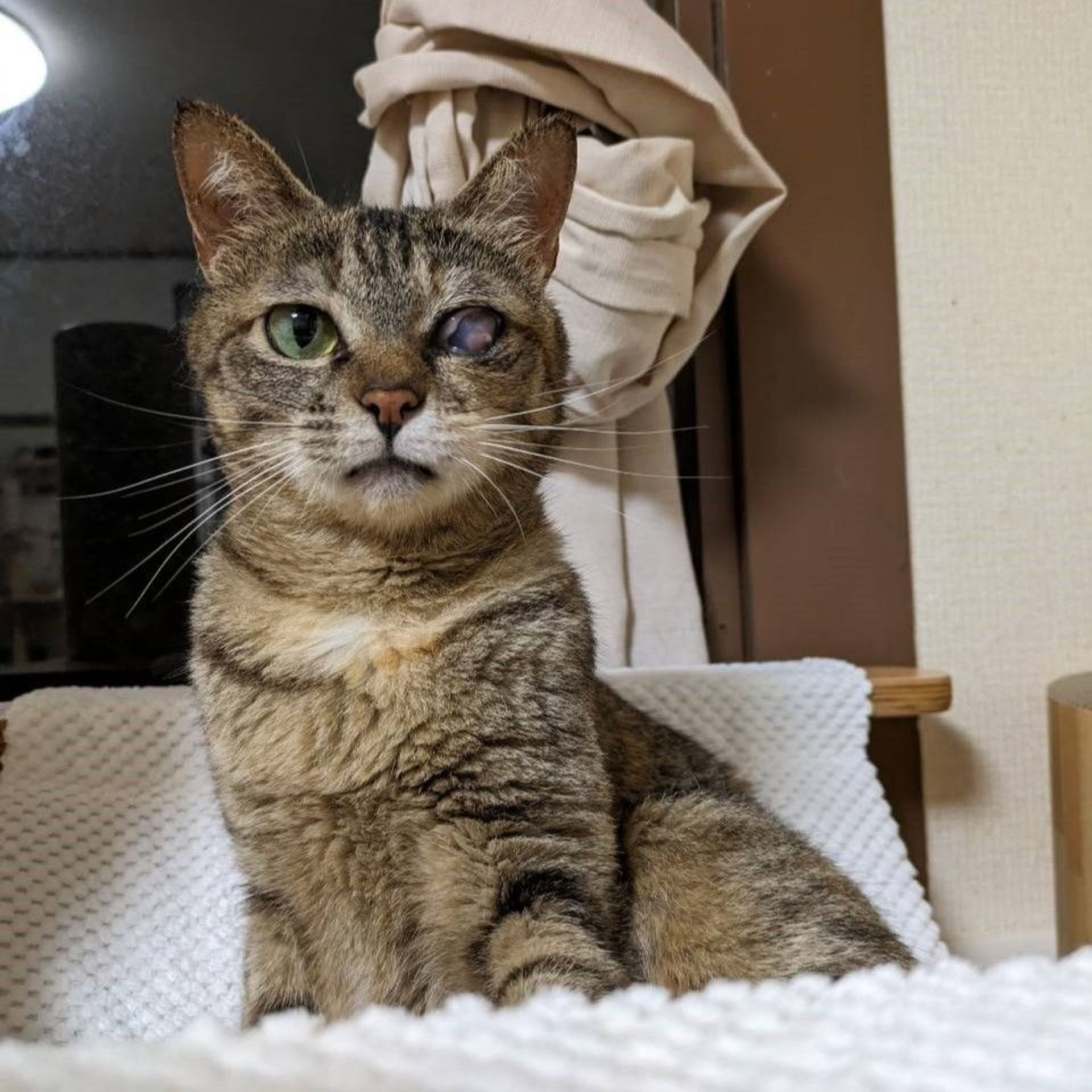 雑種（ミックス猫）・メスの里親募集の写真