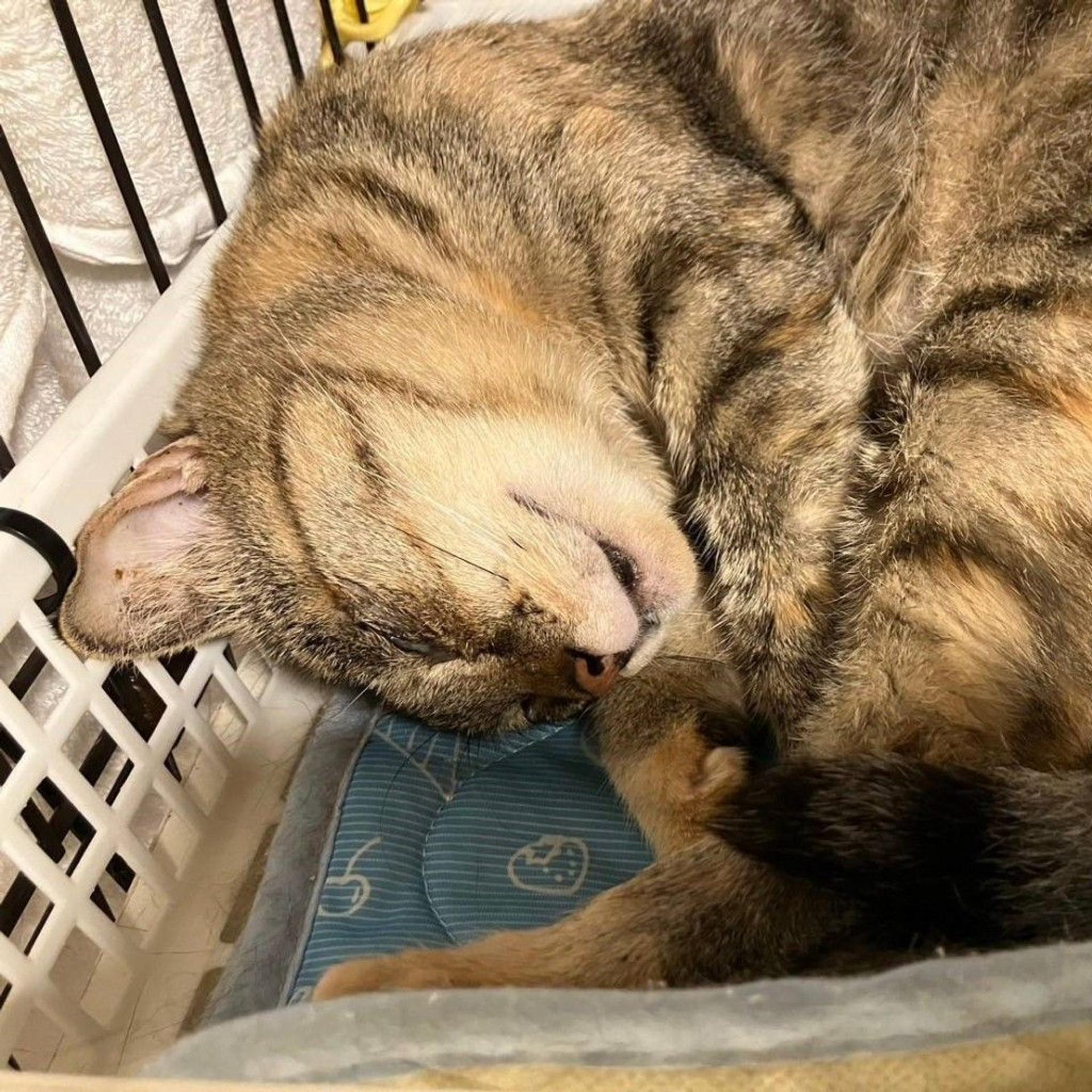 pet-image-8