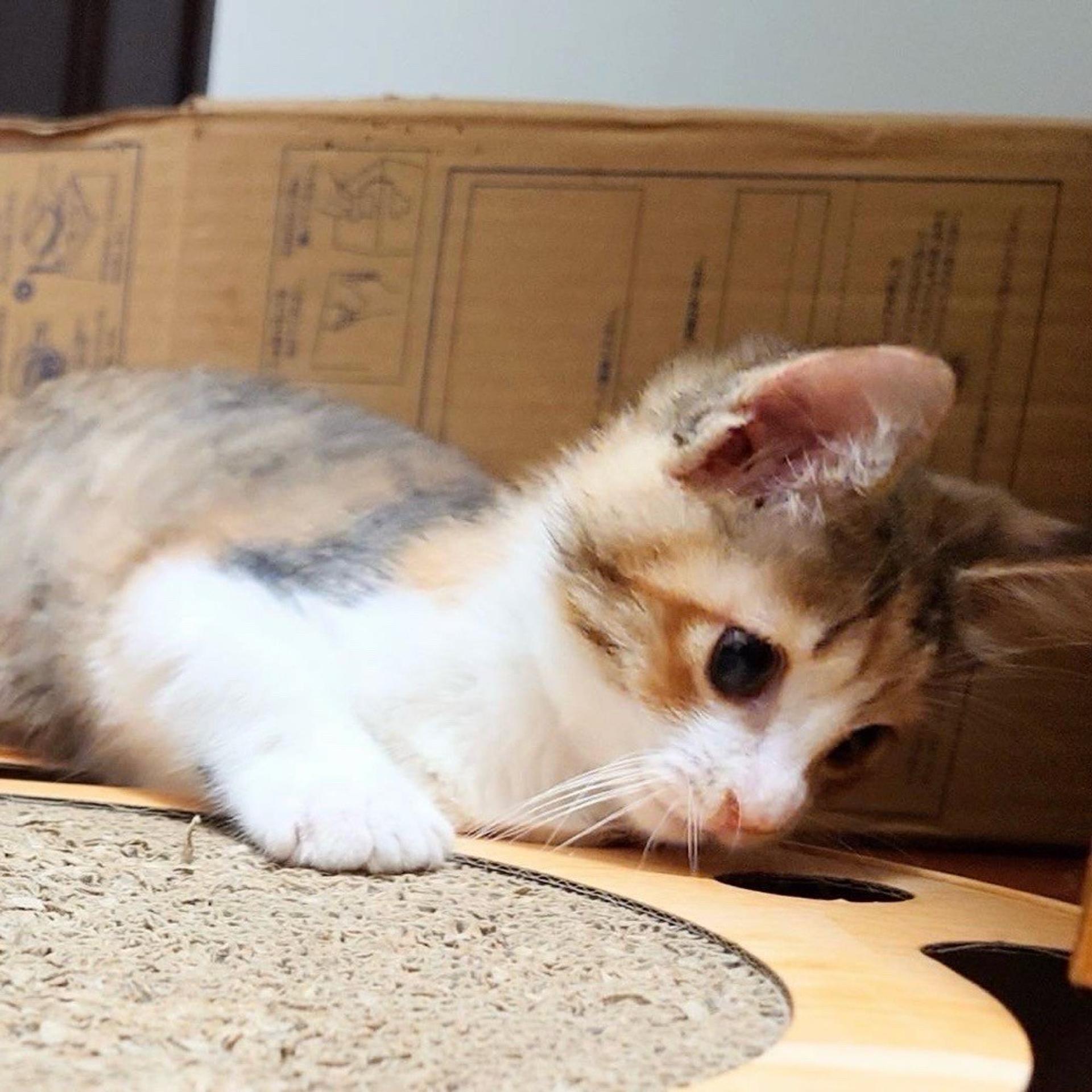 pet-image-4