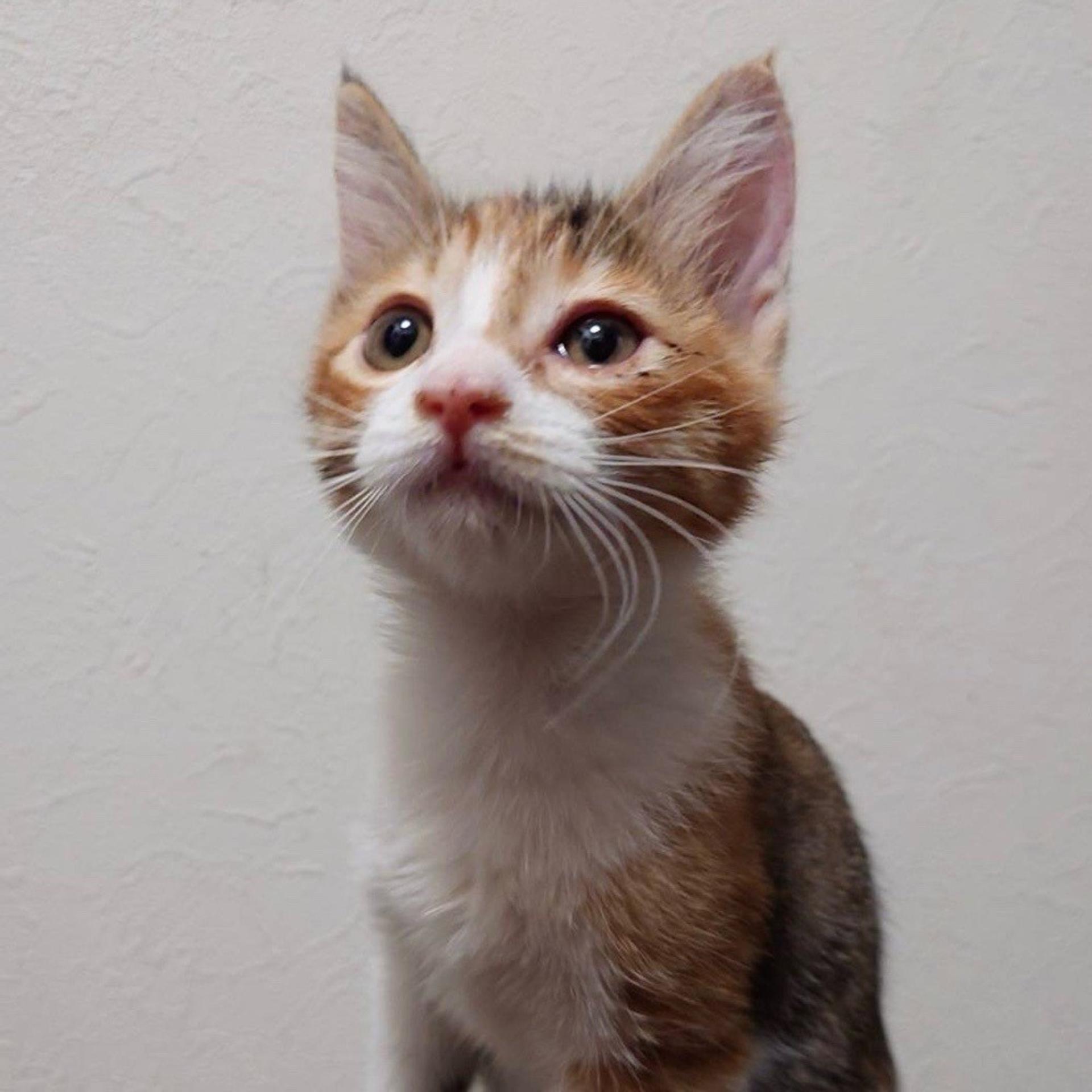 pet-image-5
