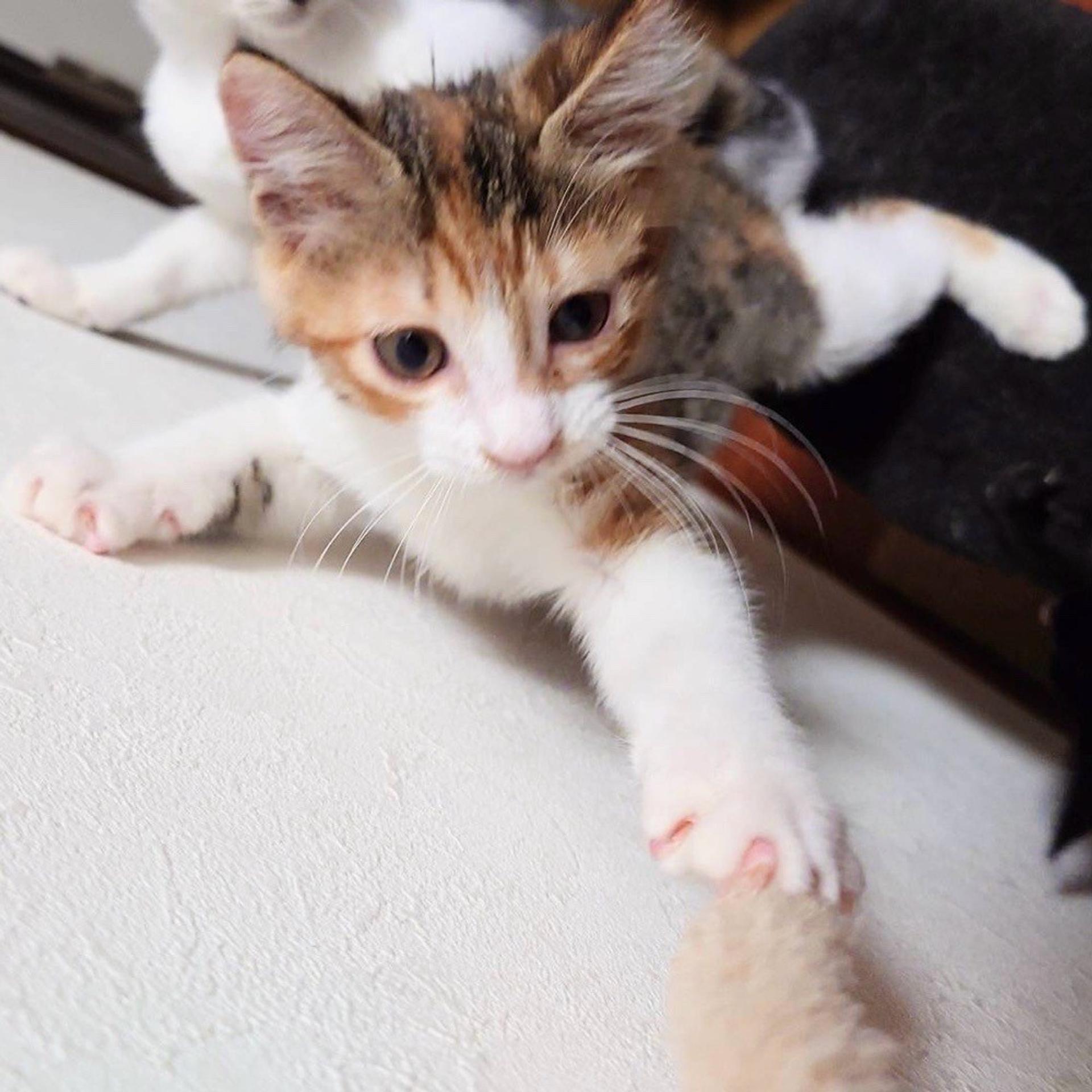 pet-image-6