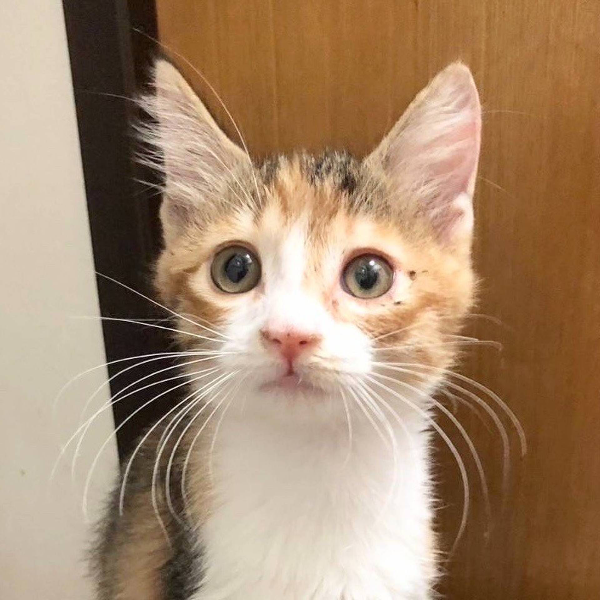 雑種（ミックス猫）・メスの里親募集の写真