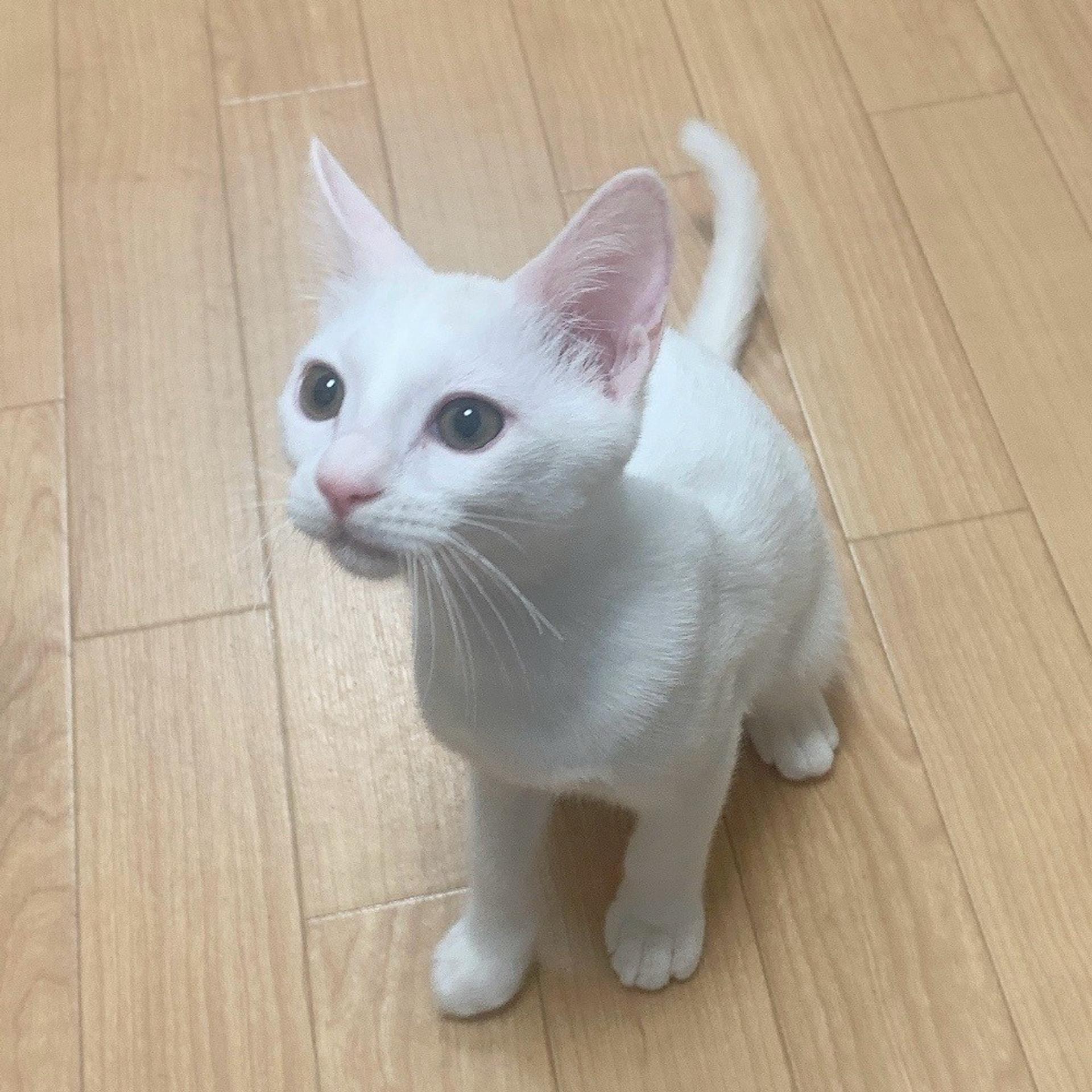pet-image-6