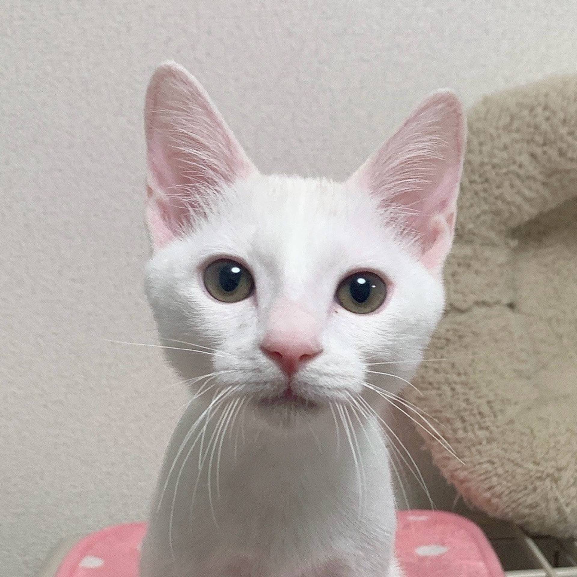 雑種（ミックス猫）・オスの里親募集の写真