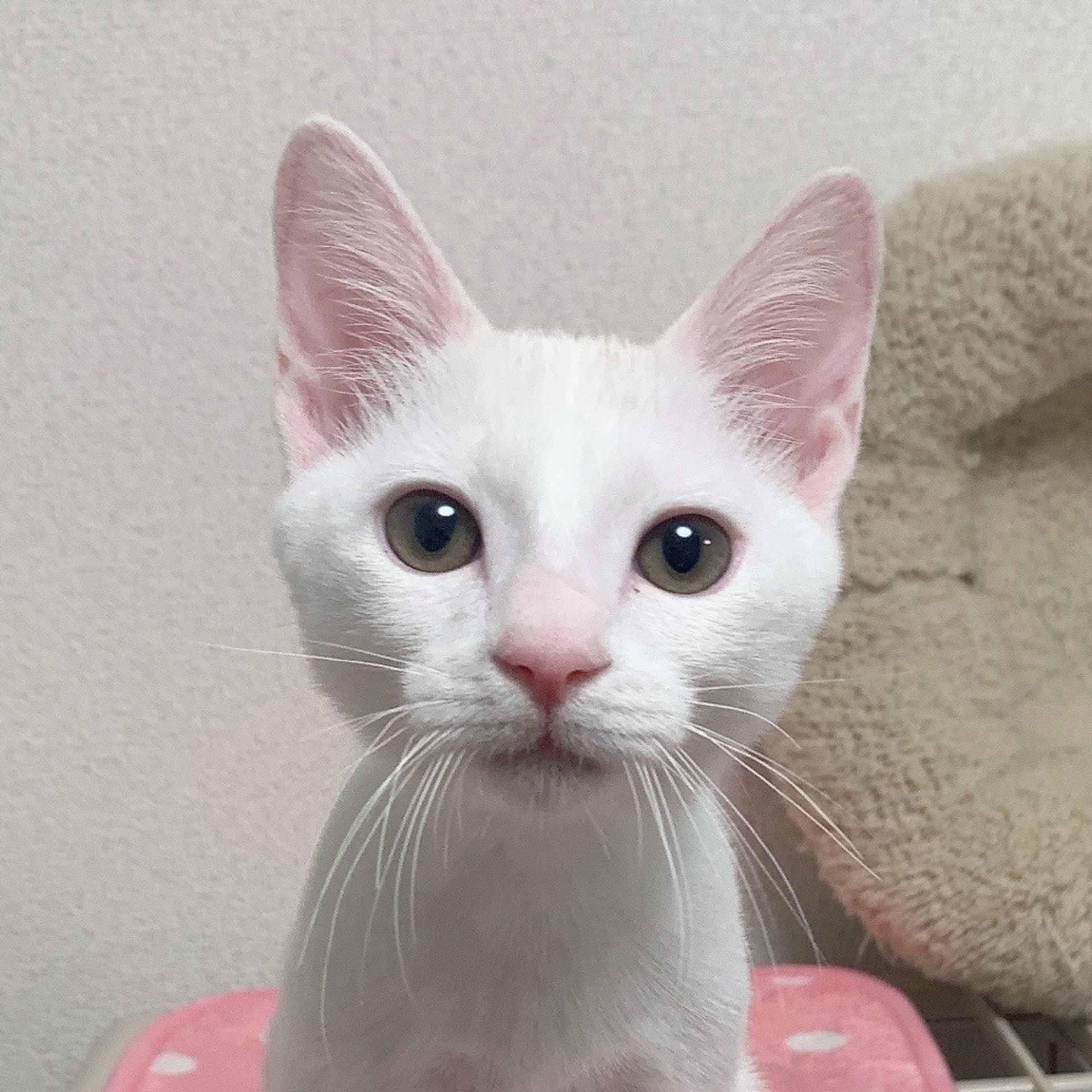 雑種（ミックス猫）・オスの里親募集の写真