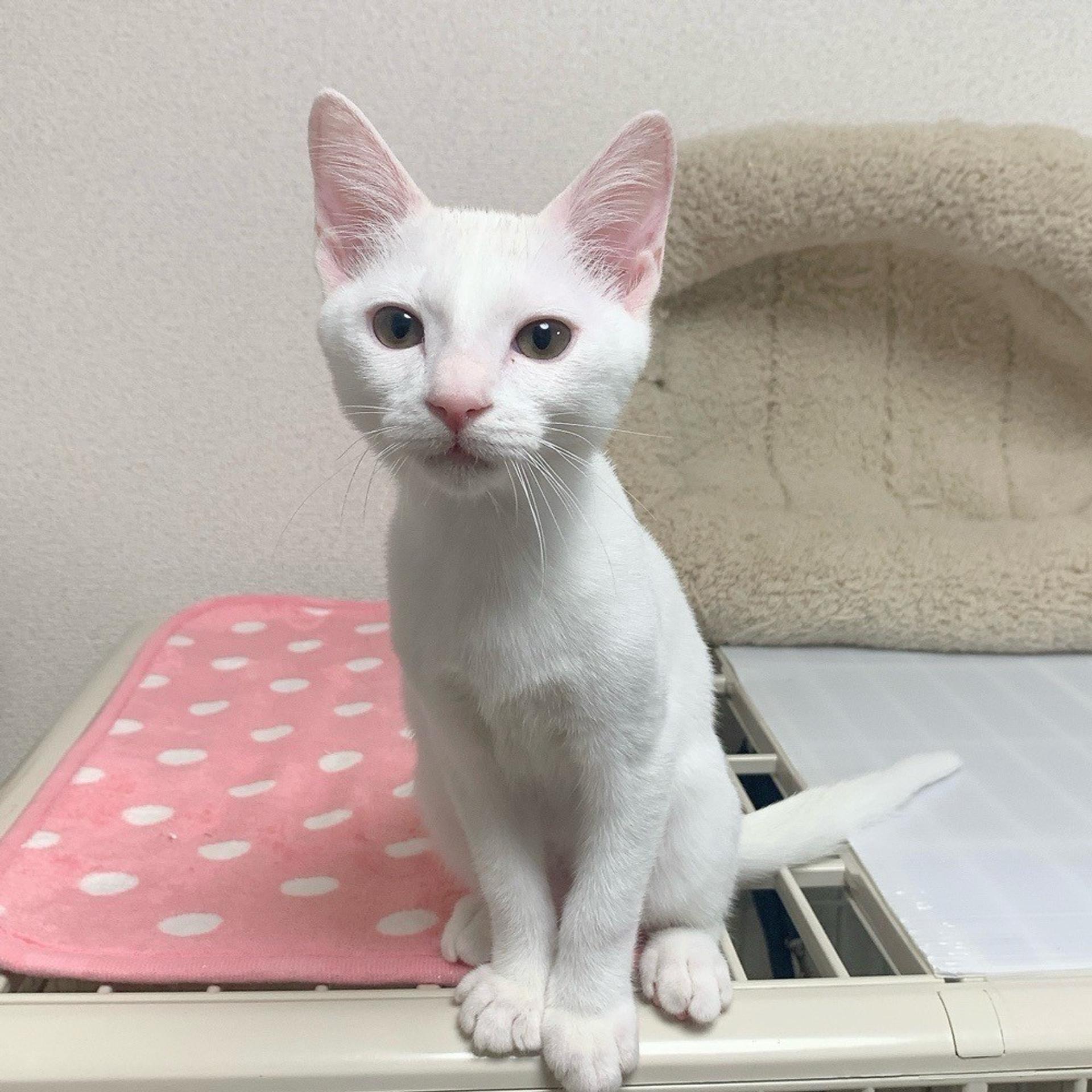 pet-image-2