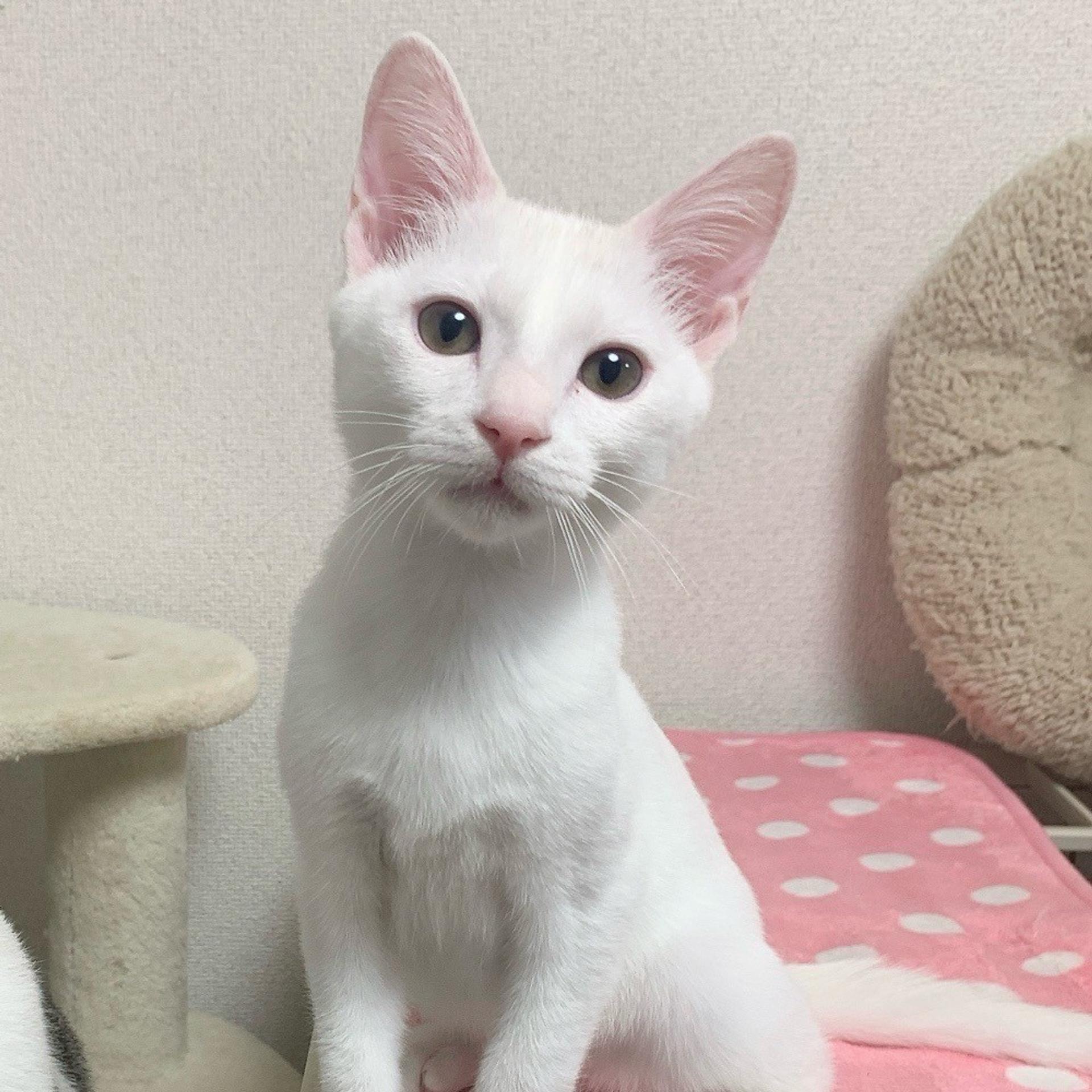 pet-image-4