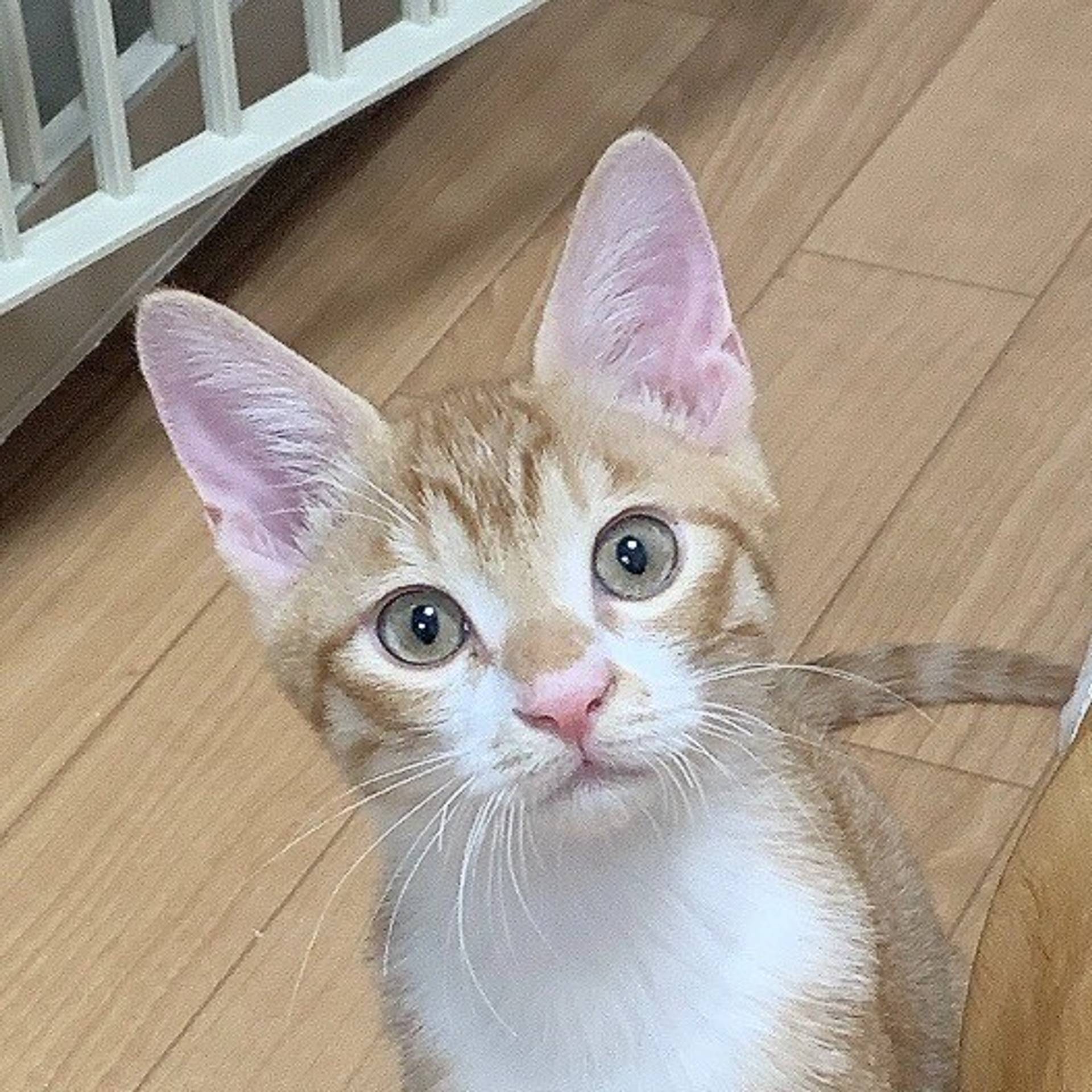 雑種（ミックス猫）・オスの里親募集の写真