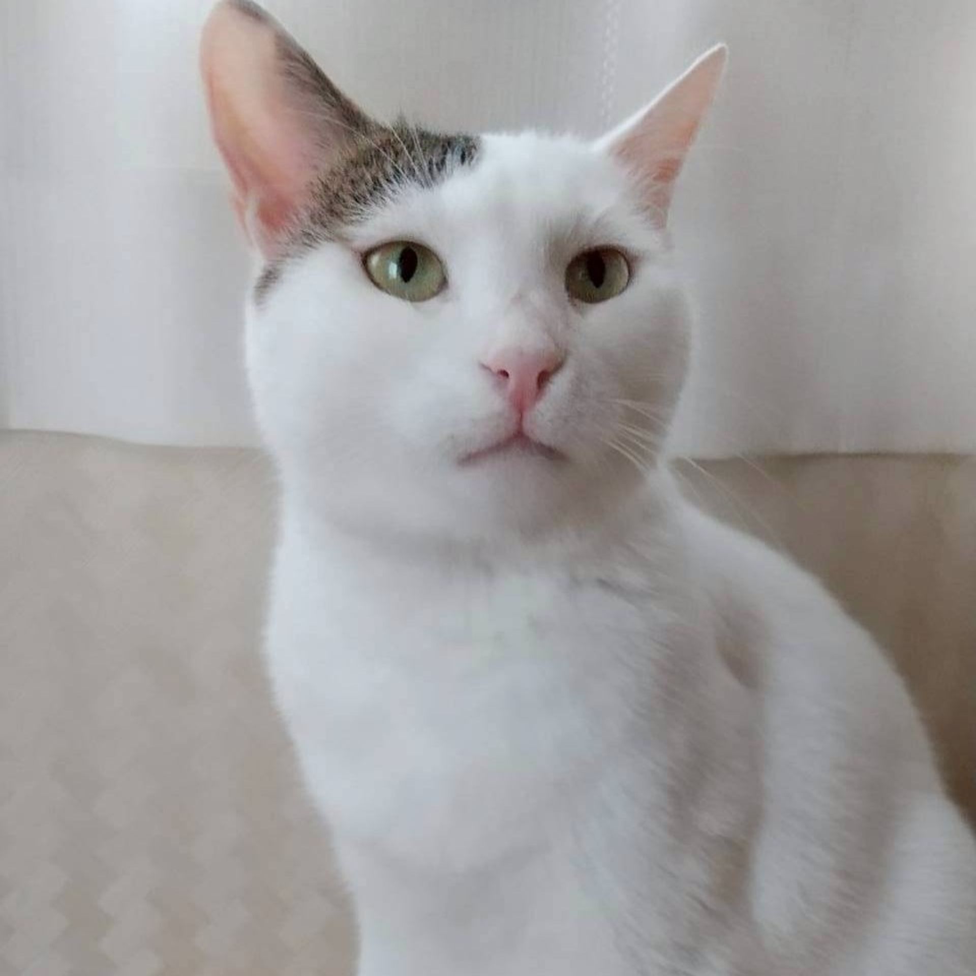 雑種（ミックス猫）・メスの里親募集の写真