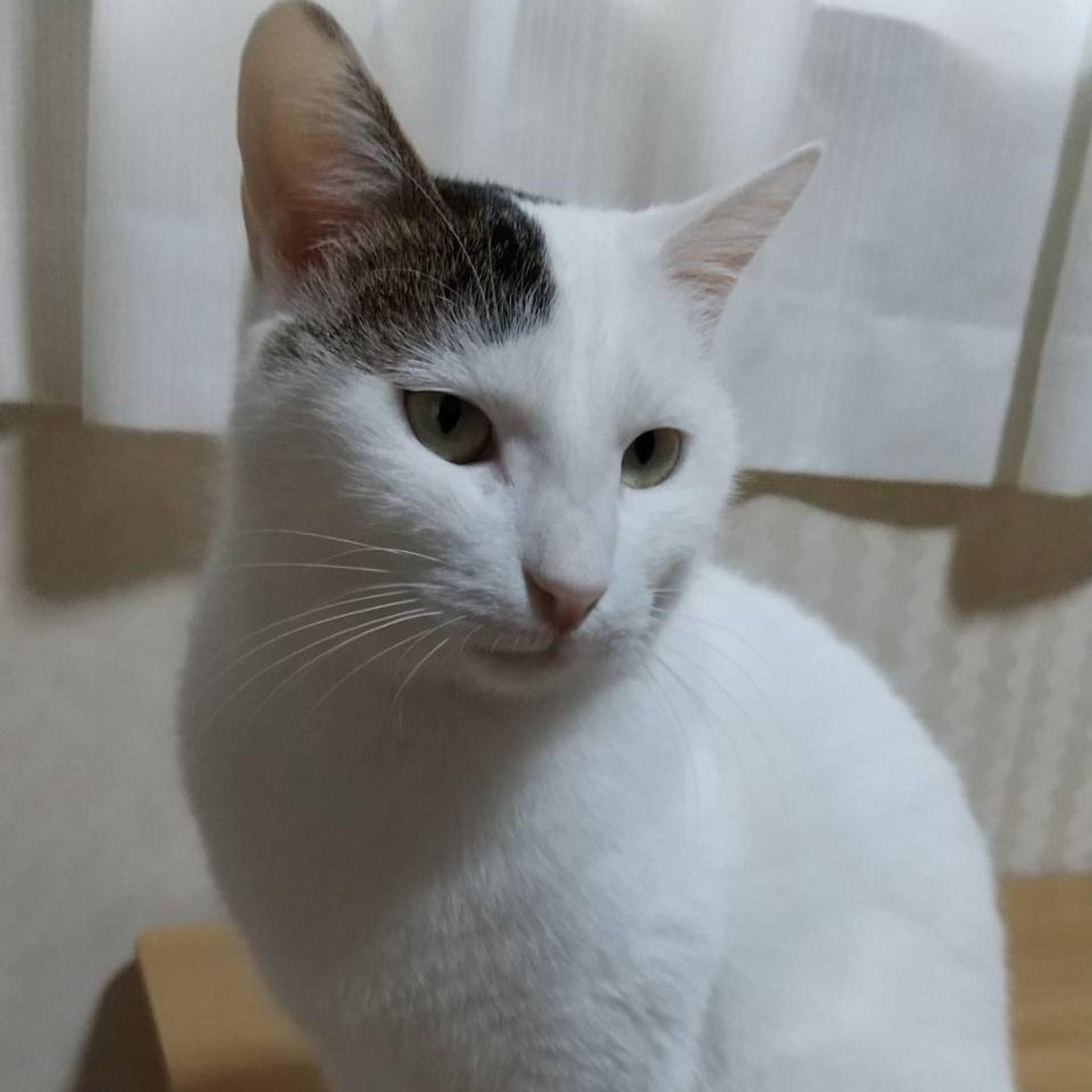 pet-image-2