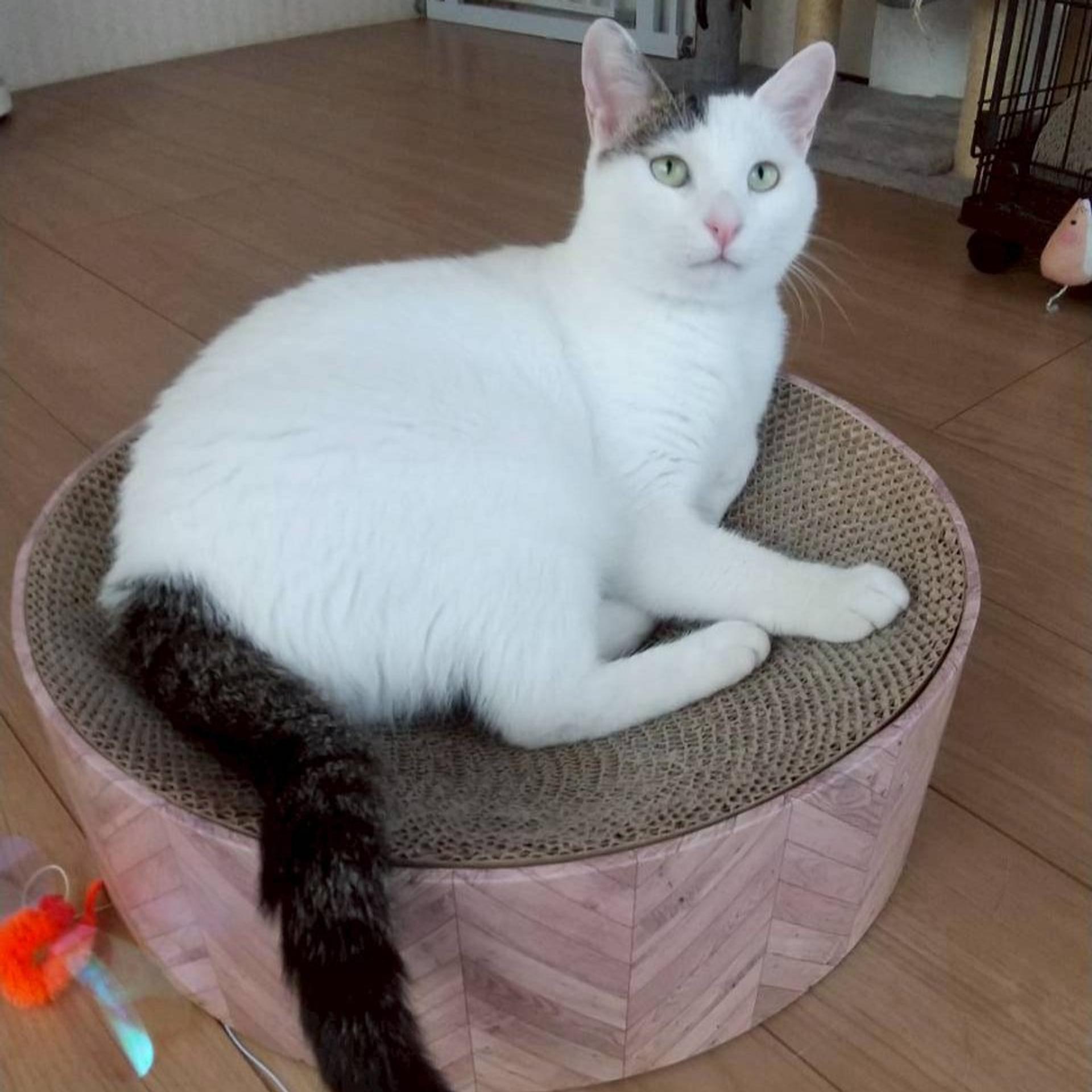 pet-image-3