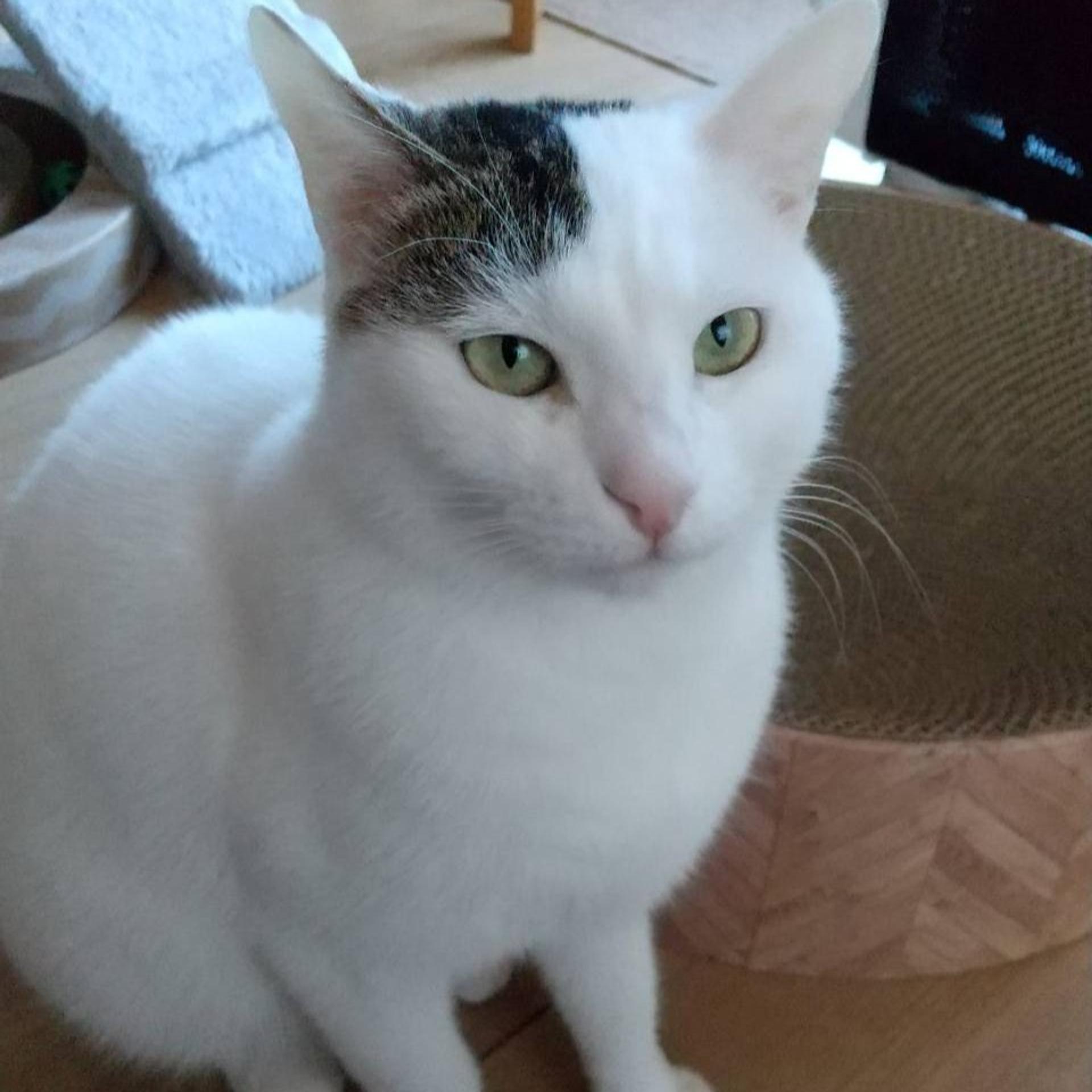 pet-image-4