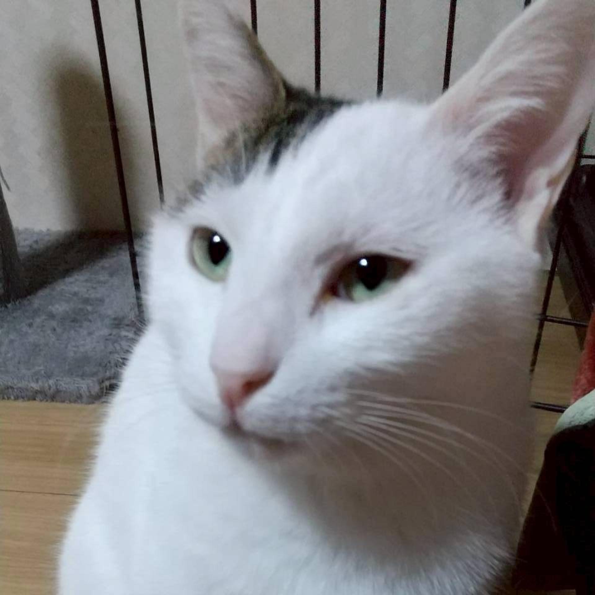 pet-image-6
